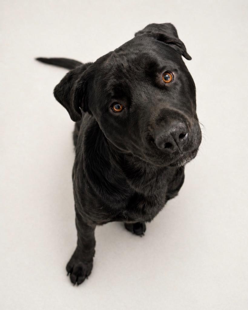 Enlarge Sizzle, a Adoptable mixed breed in Reno, NV image 2/4