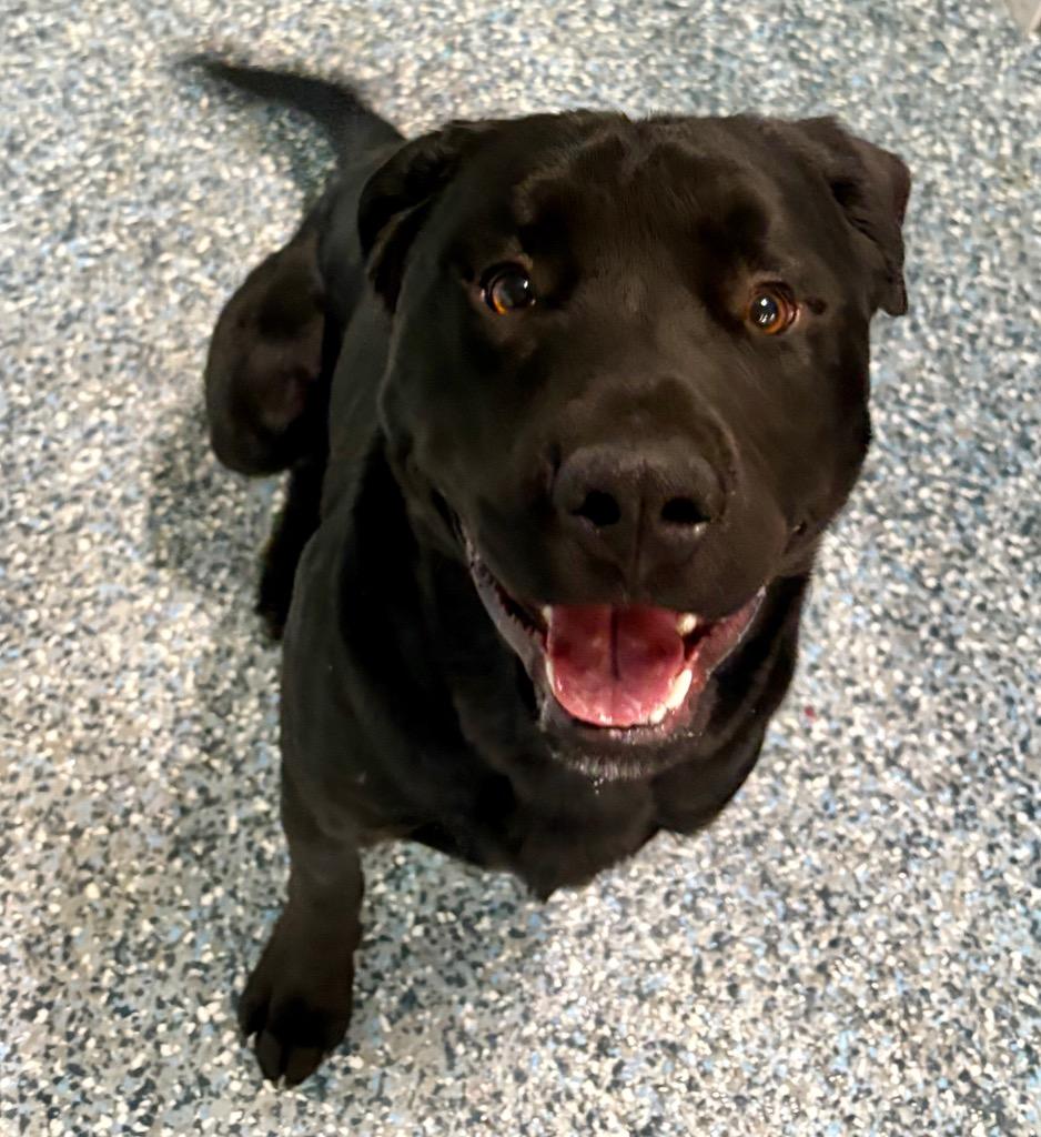 Enlarge Sizzle, a Adoptable mixed breed in Reno, NV image 3/4
