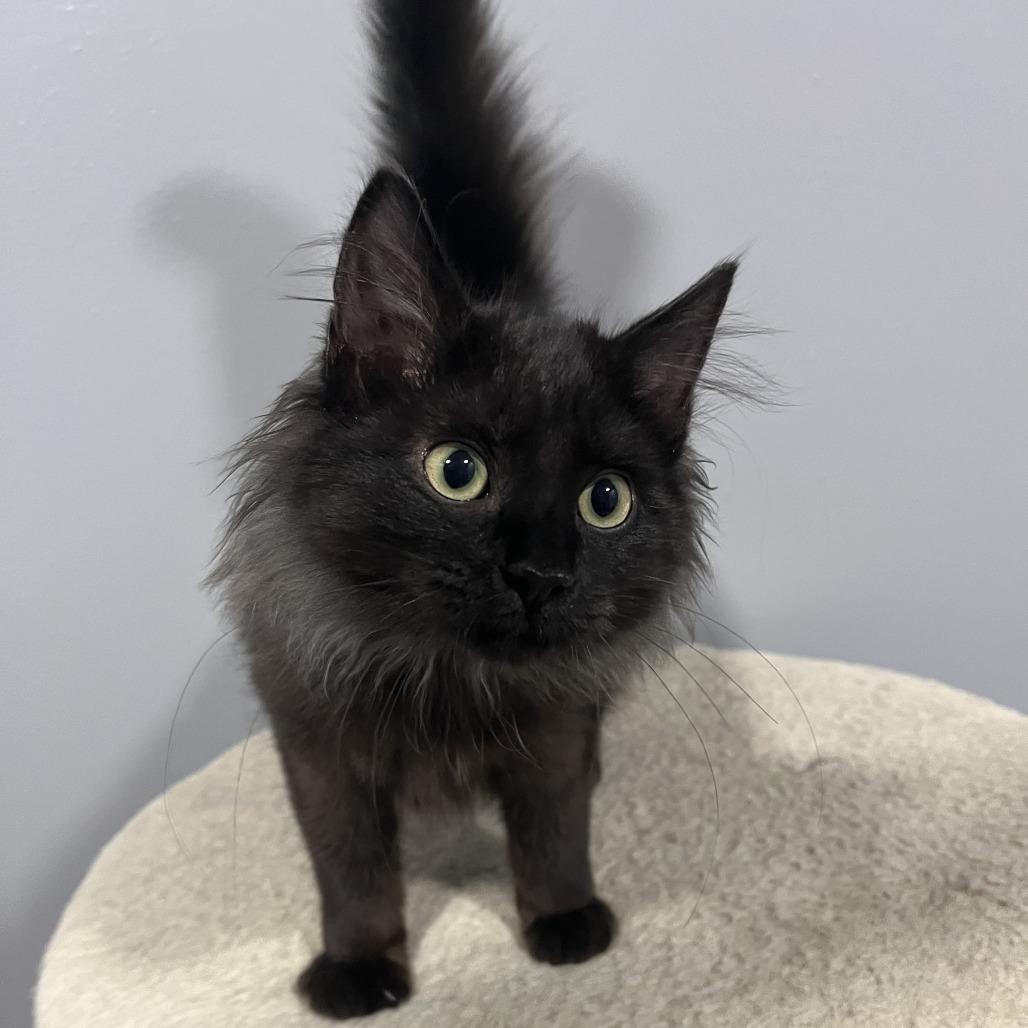 Enlarge (Hold) Phantom, a Adoptable Domestic Medium Hair in Cabot, AR image 1/3