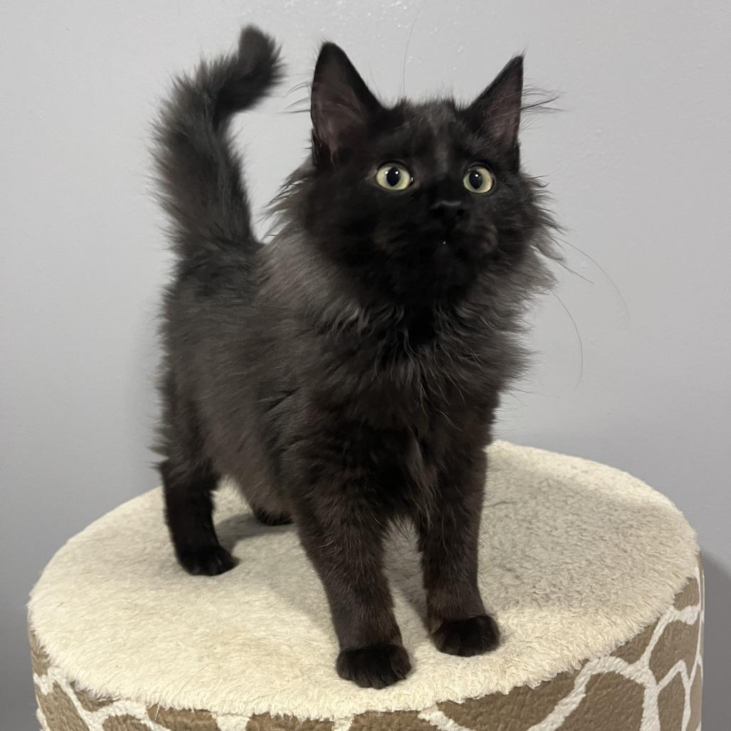 Enlarge (Hold) Phantom, a Adoptable Domestic Medium Hair in Cabot, AR image 3/3