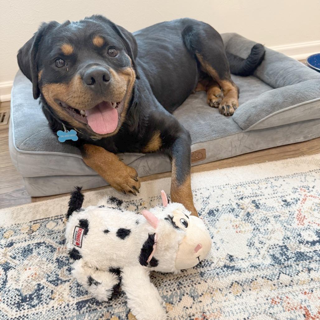 Nova, Adoptable, Adult Female Rottweiler & Mixed Breed.