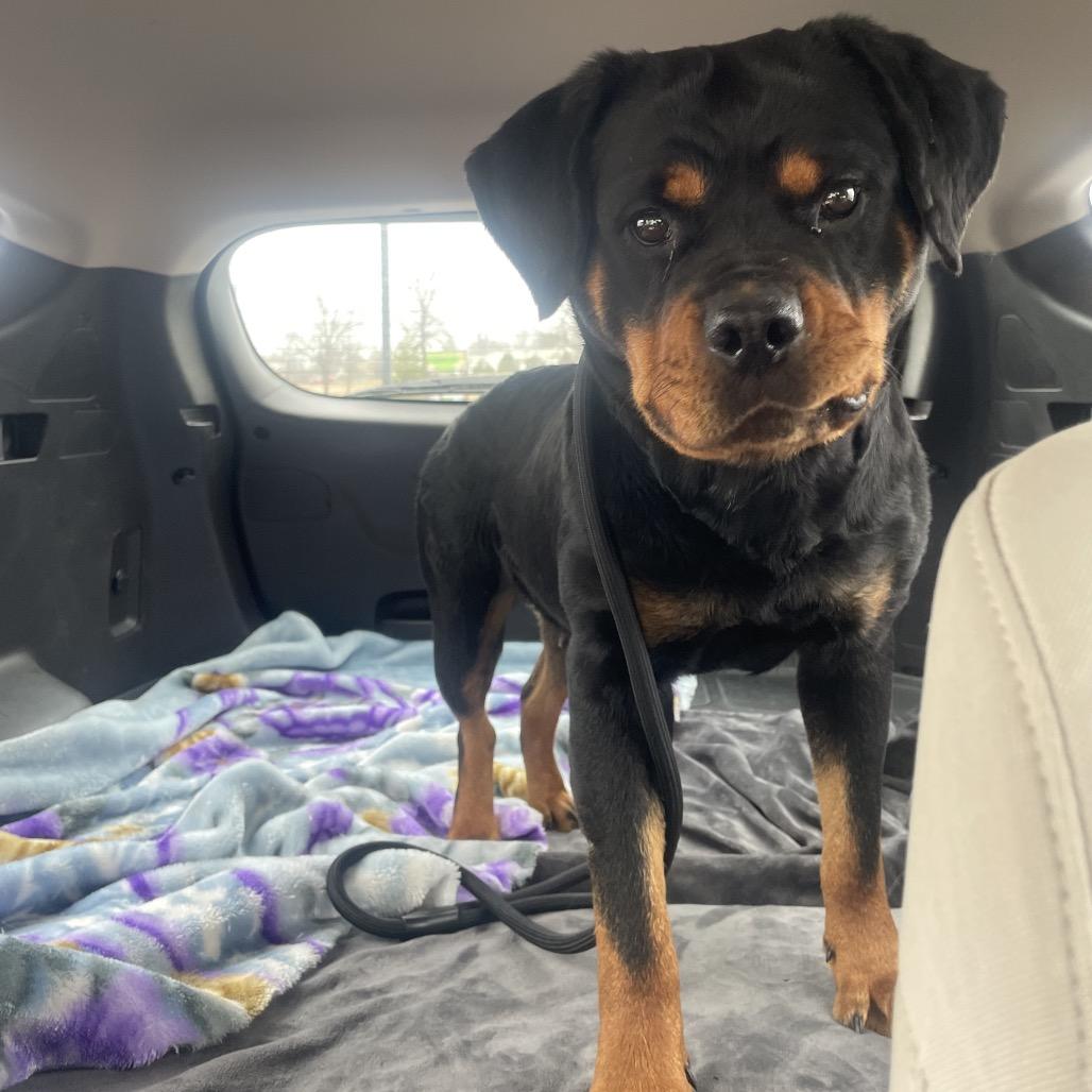 Nova, a Adoptable mixed breed in Wichita, KS image 2/6