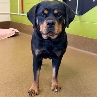 Nova, a Adoptable mixed breed in Wichita, KS image 3/6