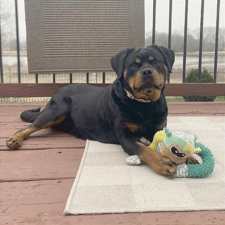 Nova, a Adoptable mixed breed in Wichita, KS image 4/6