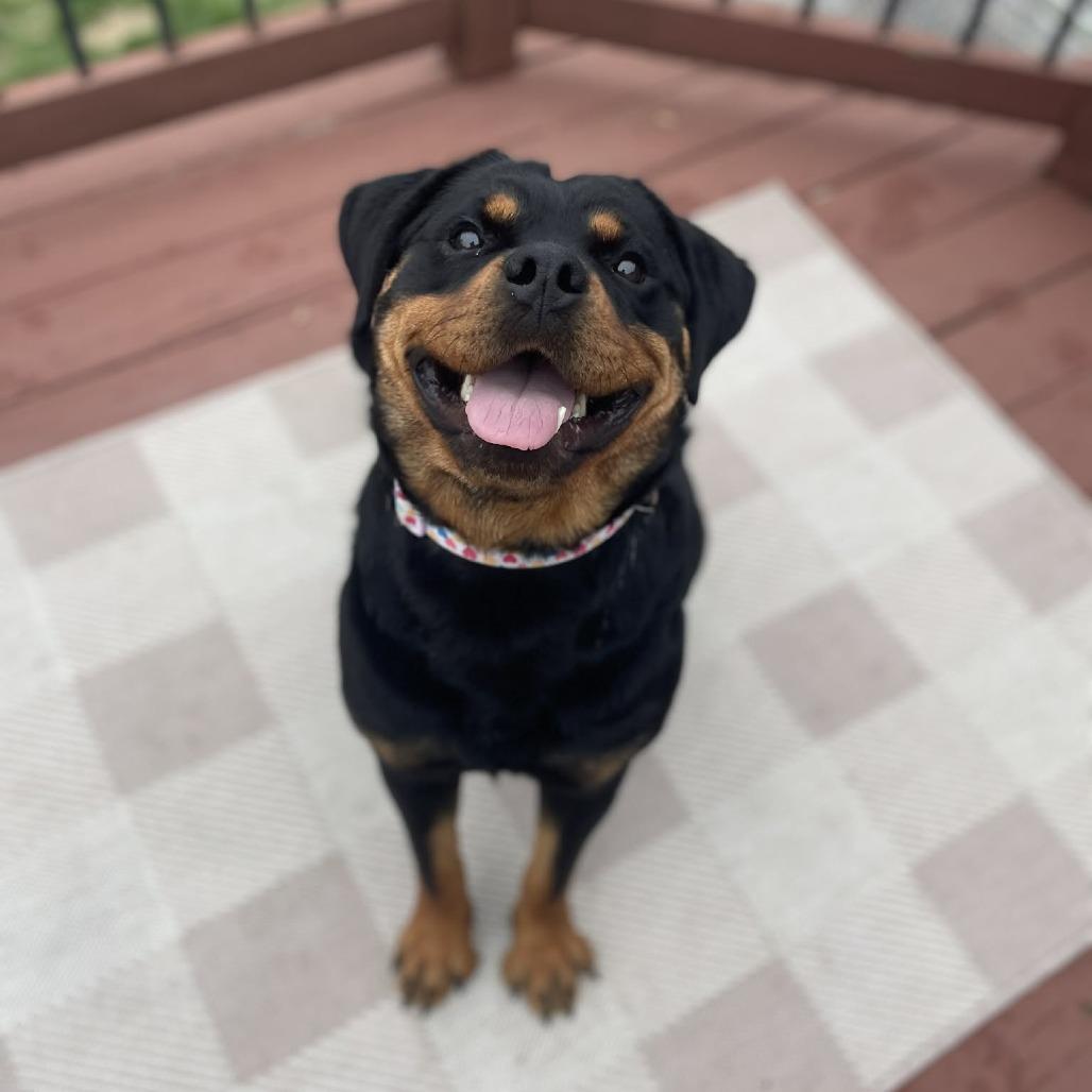 Nova, a Adoptable mixed breed in Wichita, KS image 5/6