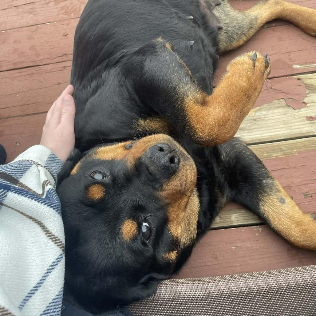 Nova, a Adoptable mixed breed in Wichita, KS image 6/6