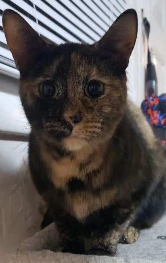 Goldie, Adoptable, Adult Female Domestic Short Hair.