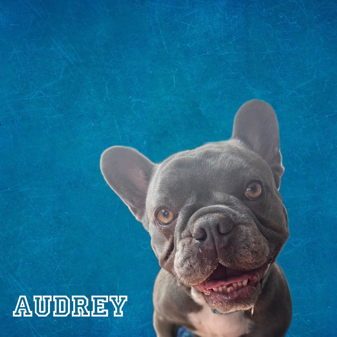 Audrey, Adopted, Young Female French Bulldog.