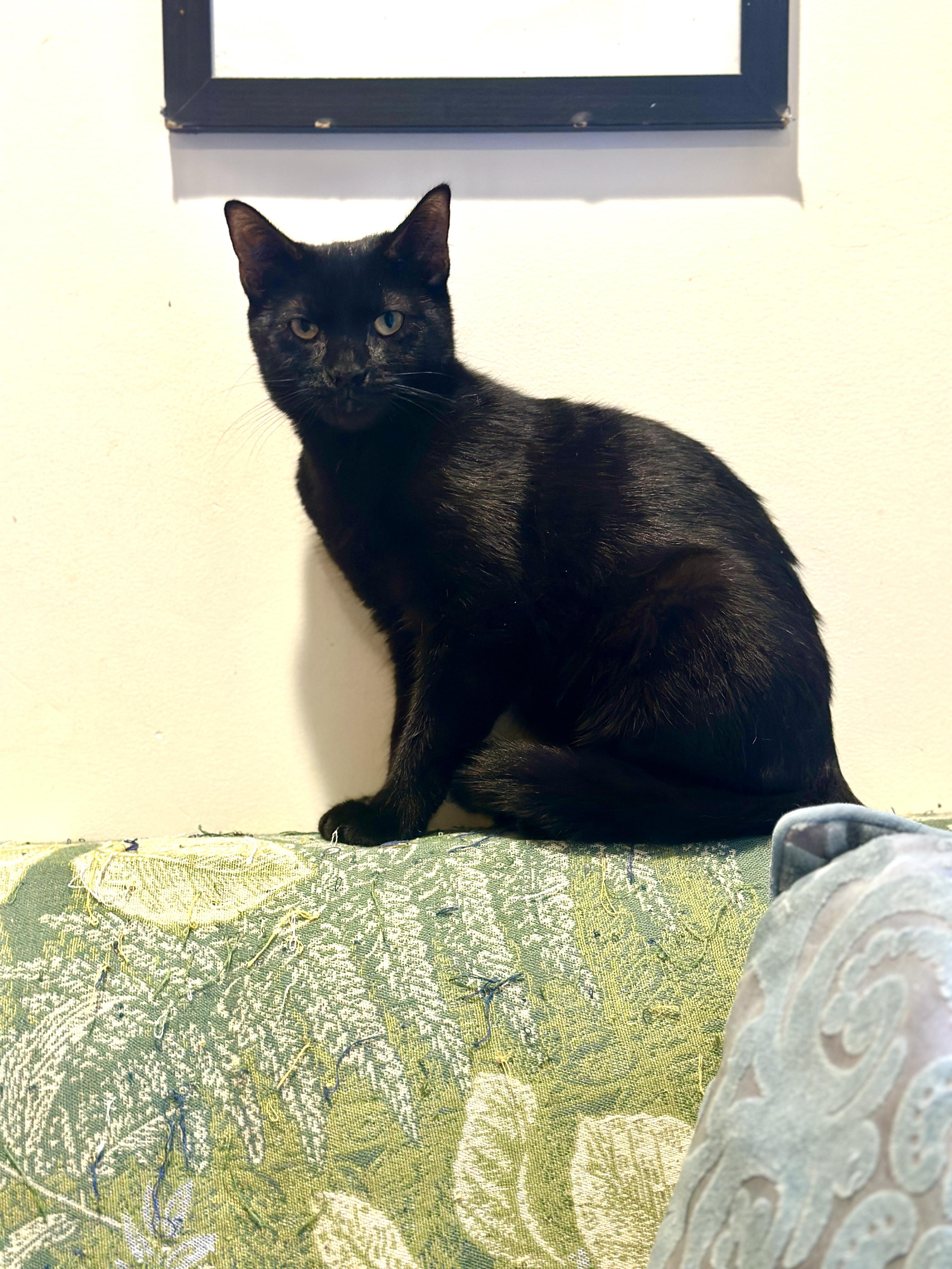 Potato Chip: sleek black panther kitten, Adoptable, Young Female Domestic Short Hair.