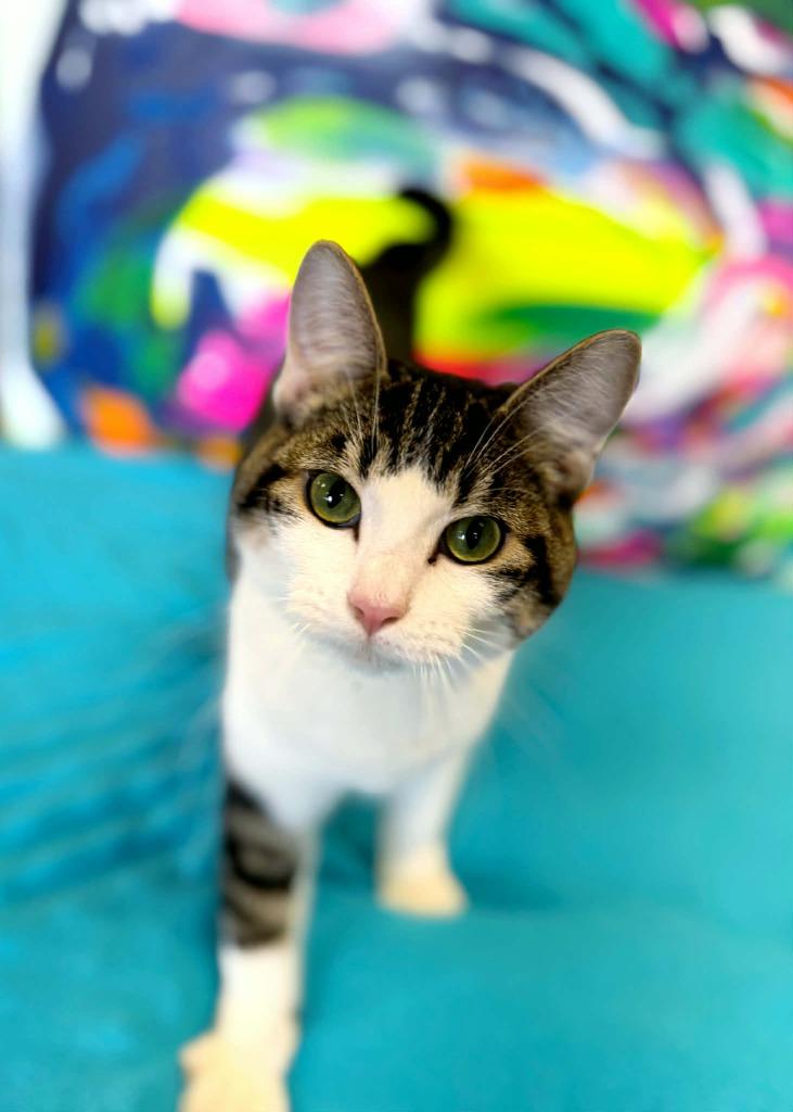 Bugs Bunny, Adoptable, Kitten Male Domestic Short Hair.