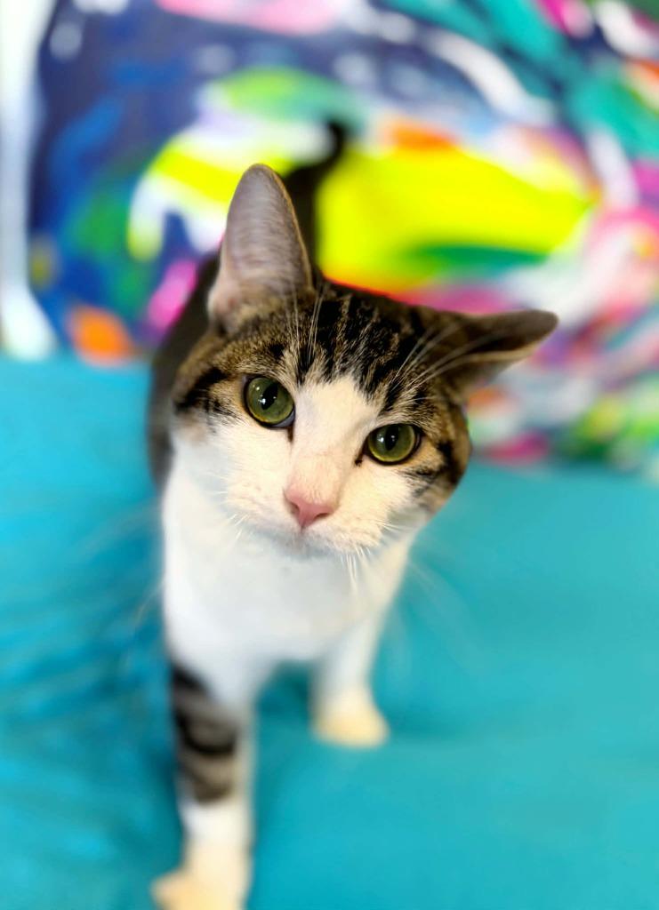Enlarge Bugs Bunny, a Adoptable mixed breed in Effingham, IL image 2/6