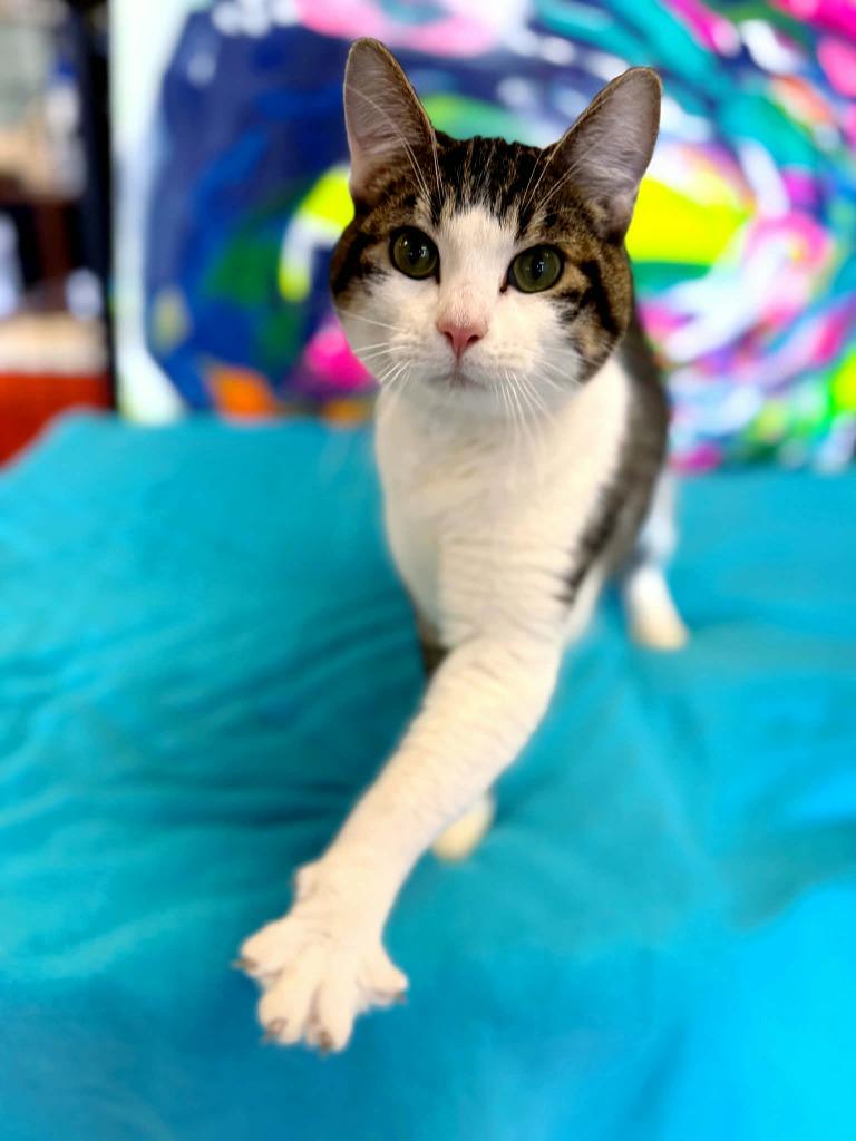 Enlarge Bugs Bunny, a Adoptable mixed breed in Effingham, IL image 3/6
