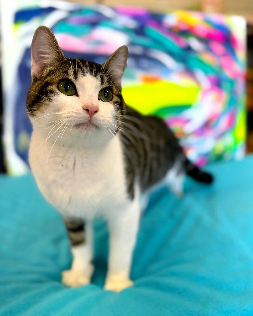 Enlarge Bugs Bunny, a Adoptable mixed breed in Effingham, IL image 4/6