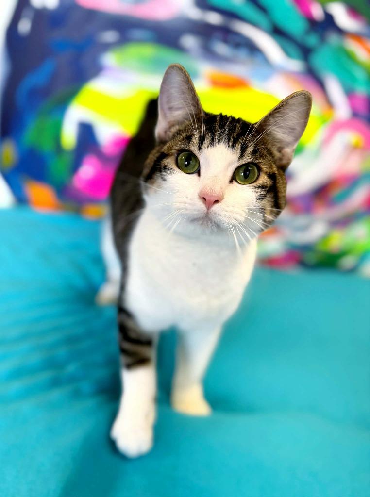 Enlarge Bugs Bunny, a Adoptable mixed breed in Effingham, IL image 5/6