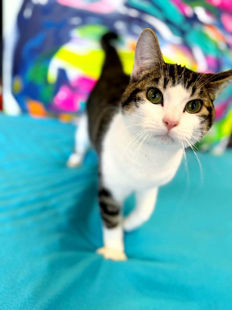 Enlarge Bugs Bunny, a Adoptable mixed breed in Effingham, IL image 6/6