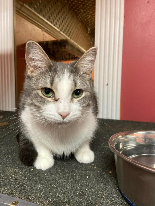 Shadow, Young Female Domestic Short Hair