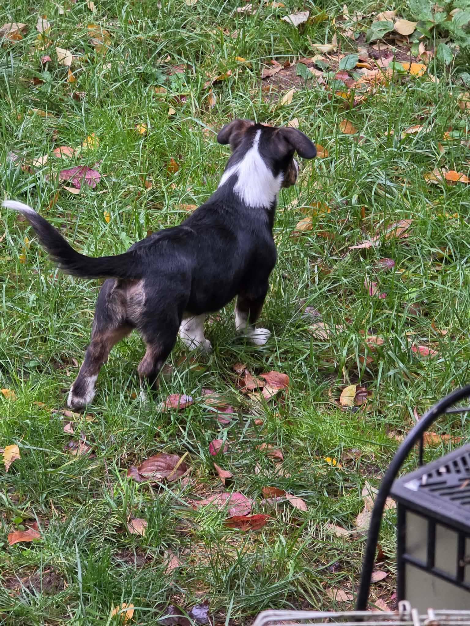 Banjo, an adopted mixed breed in Rochester, WA image 3/4