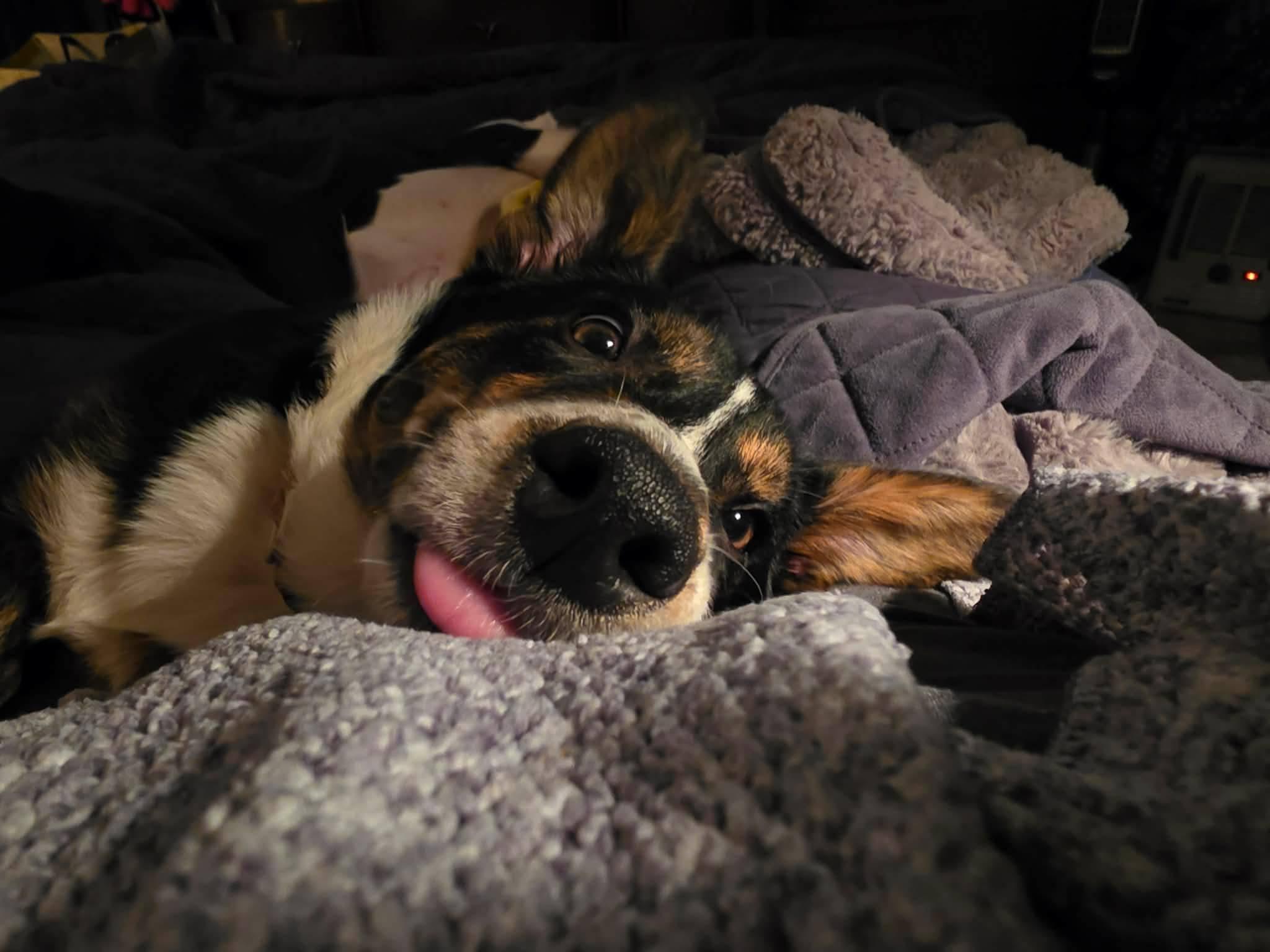 Banjo, an adopted mixed breed in Rochester, WA image 2/4