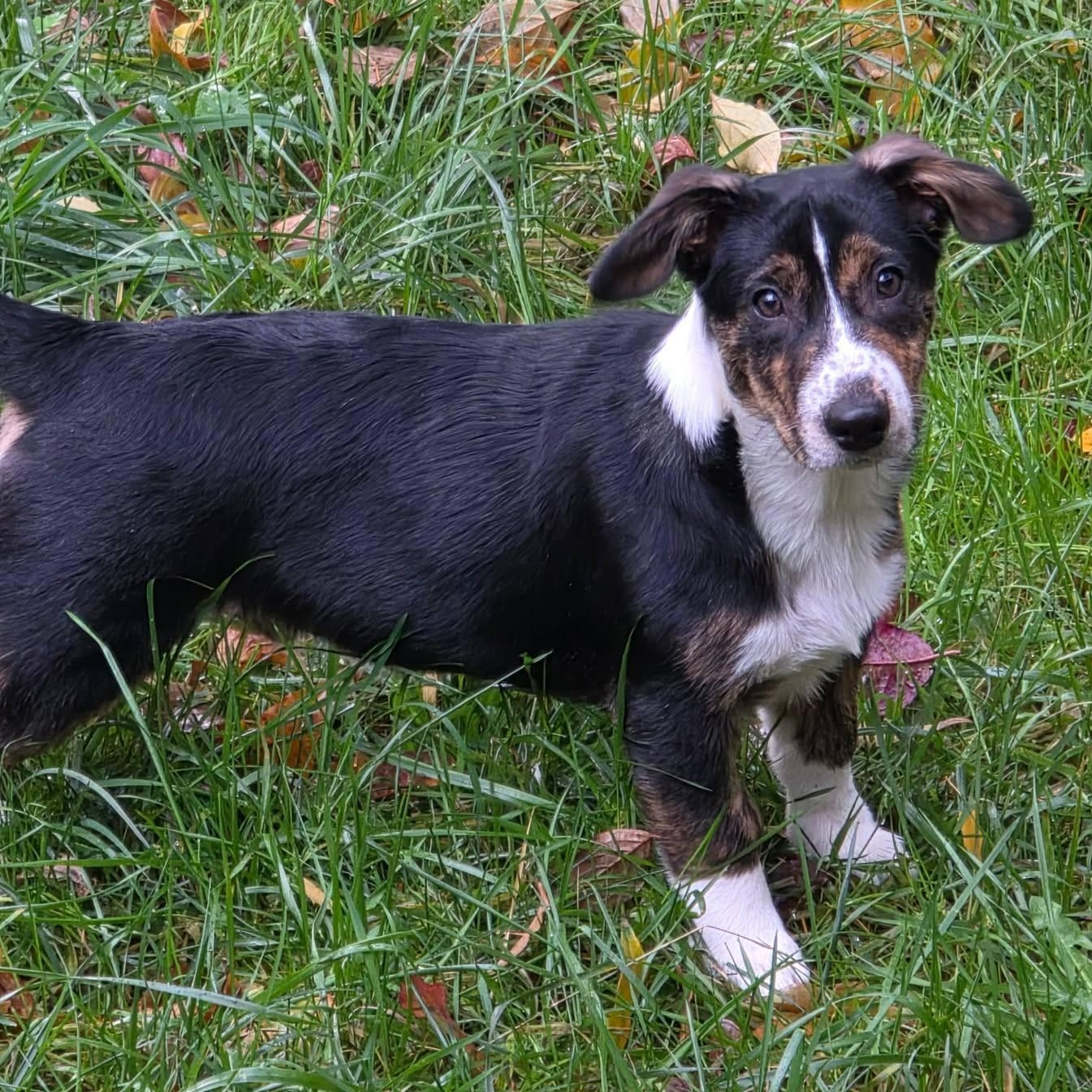 Banjo, adopted, Young Male Corgi.