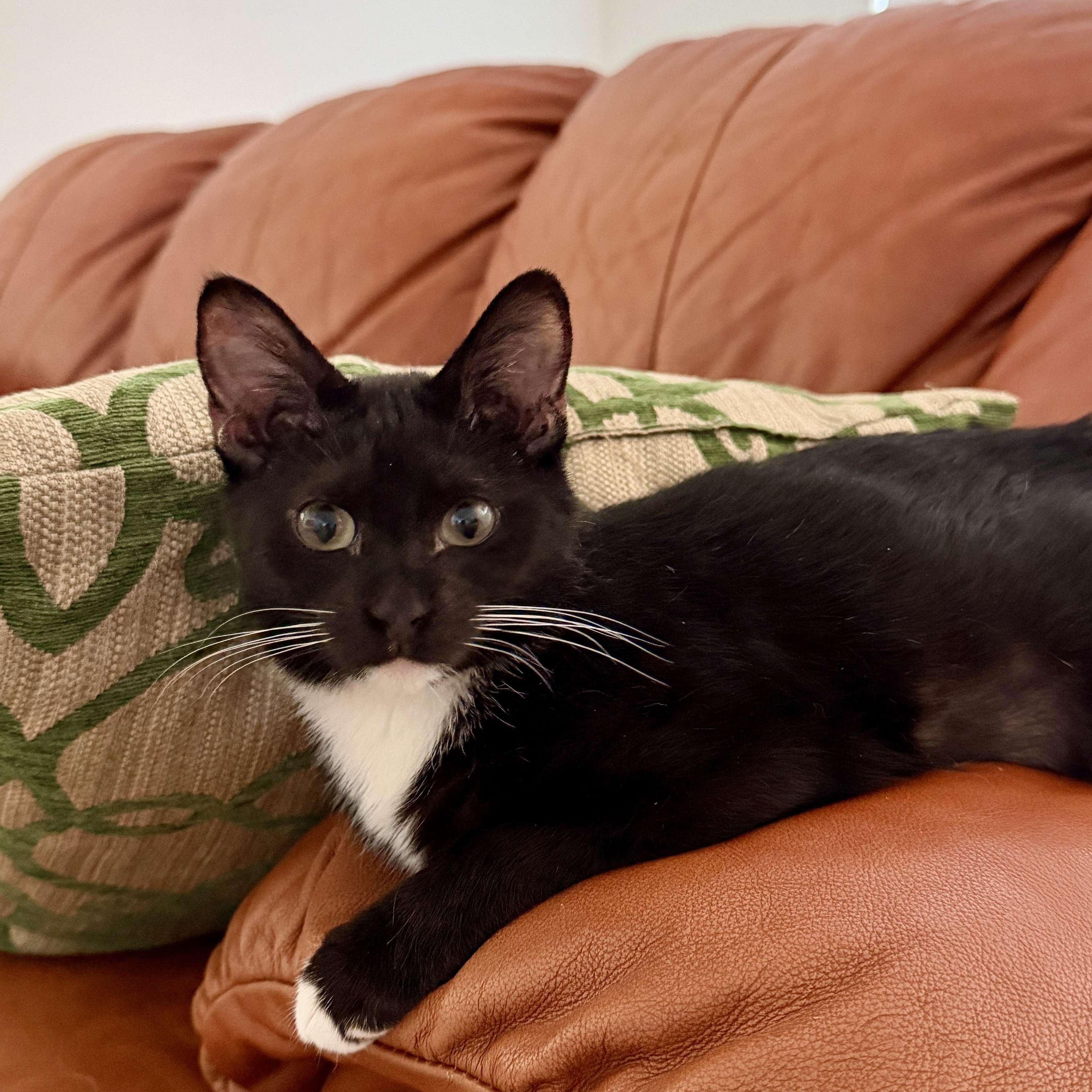 Pluto, Adoptable, Young Male Domestic Short Hair.