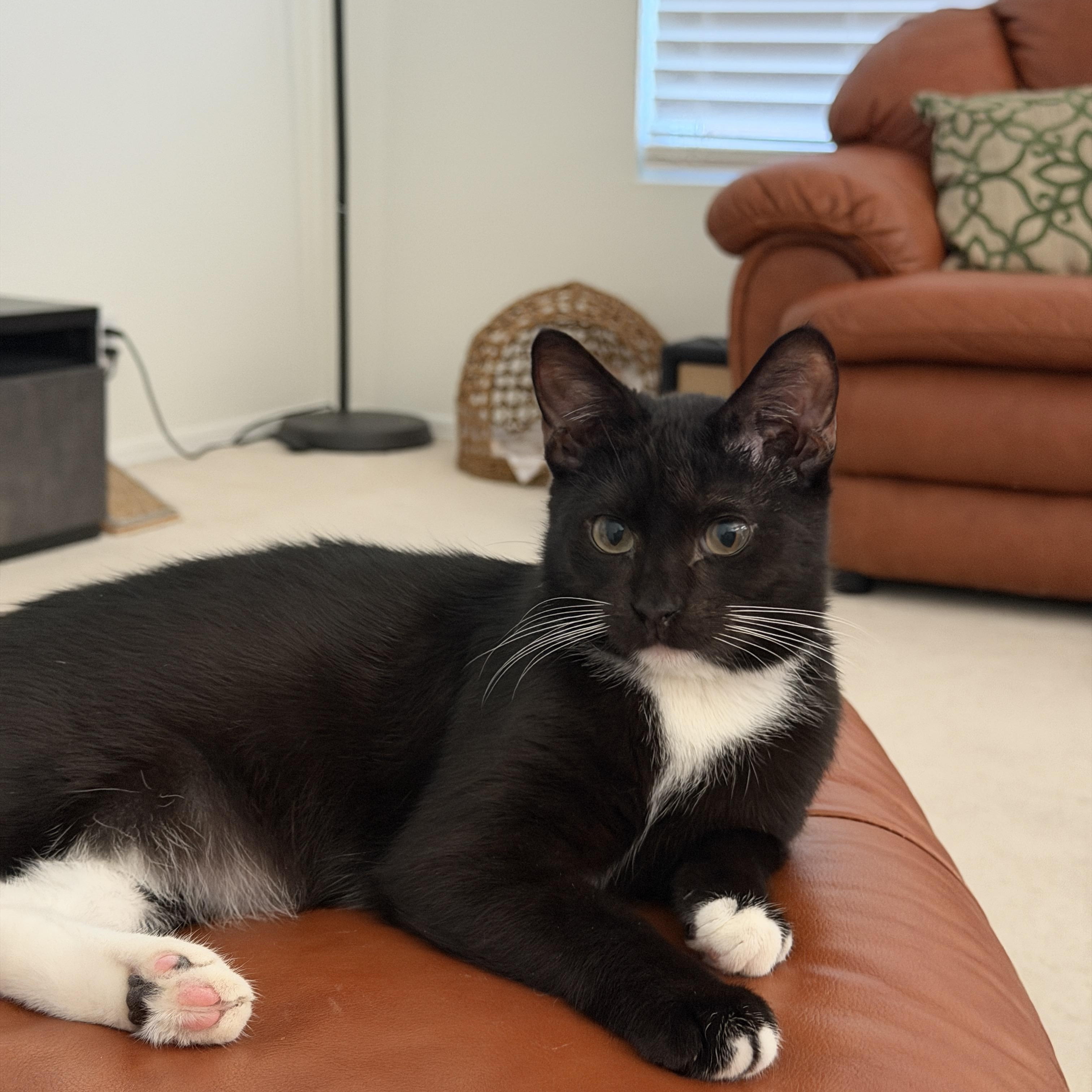 Enlarge Pluto, a Adoptable Domestic Short Hair in Chandler, AZ image 4/5