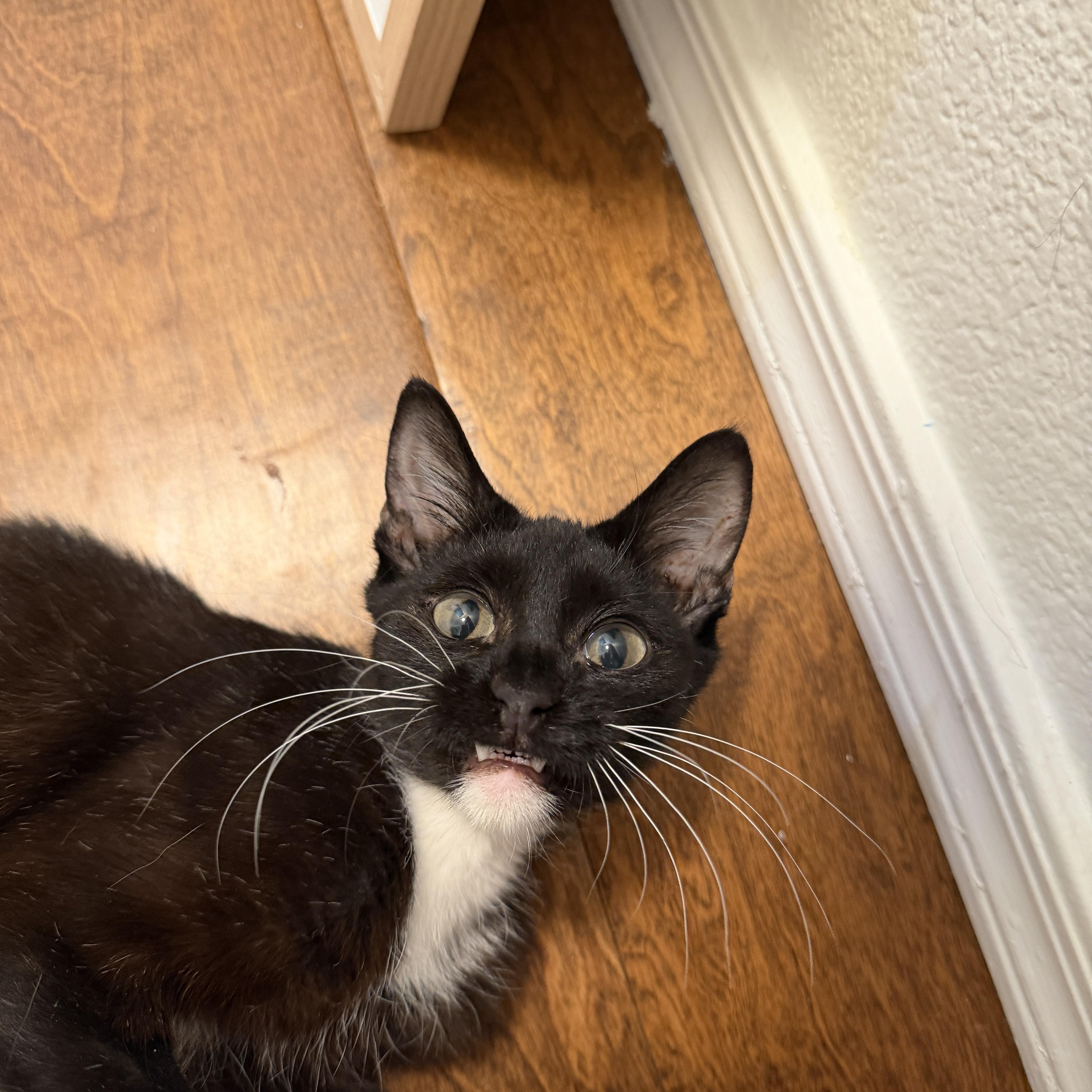 Enlarge Pluto, a Adoptable Domestic Short Hair in Chandler, AZ image 3/5