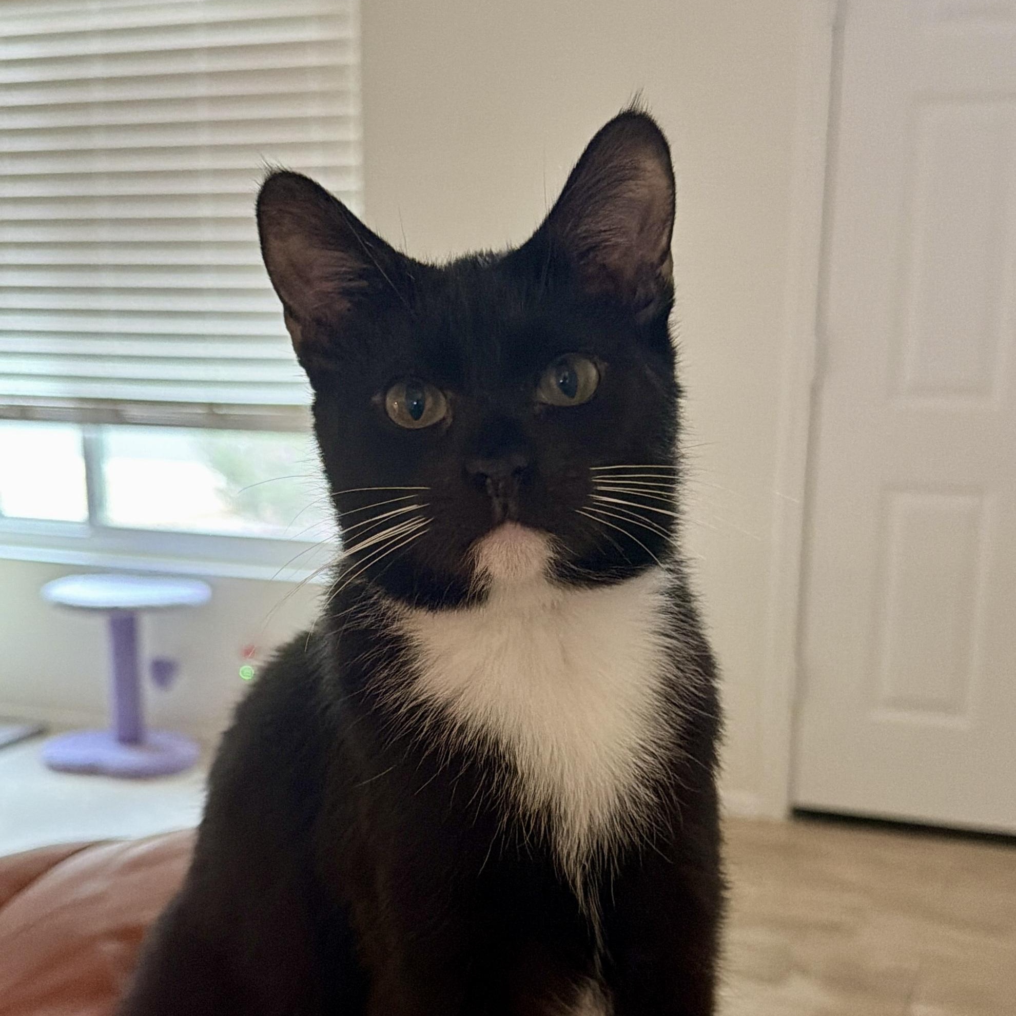 Enlarge Pluto, a Adoptable Domestic Short Hair in Chandler, AZ image 5/5