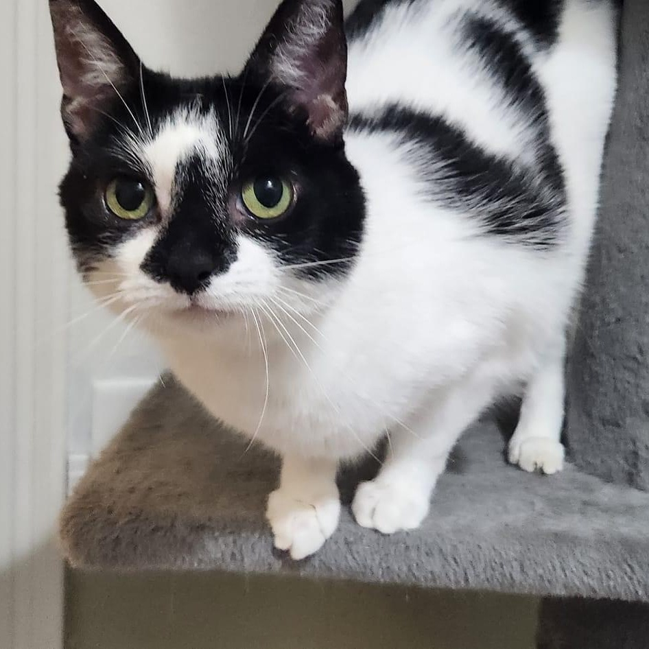 Kiwi, an adoptable Domestic Short Hair in Stoughton, WI, 53589 | Photo Image 2