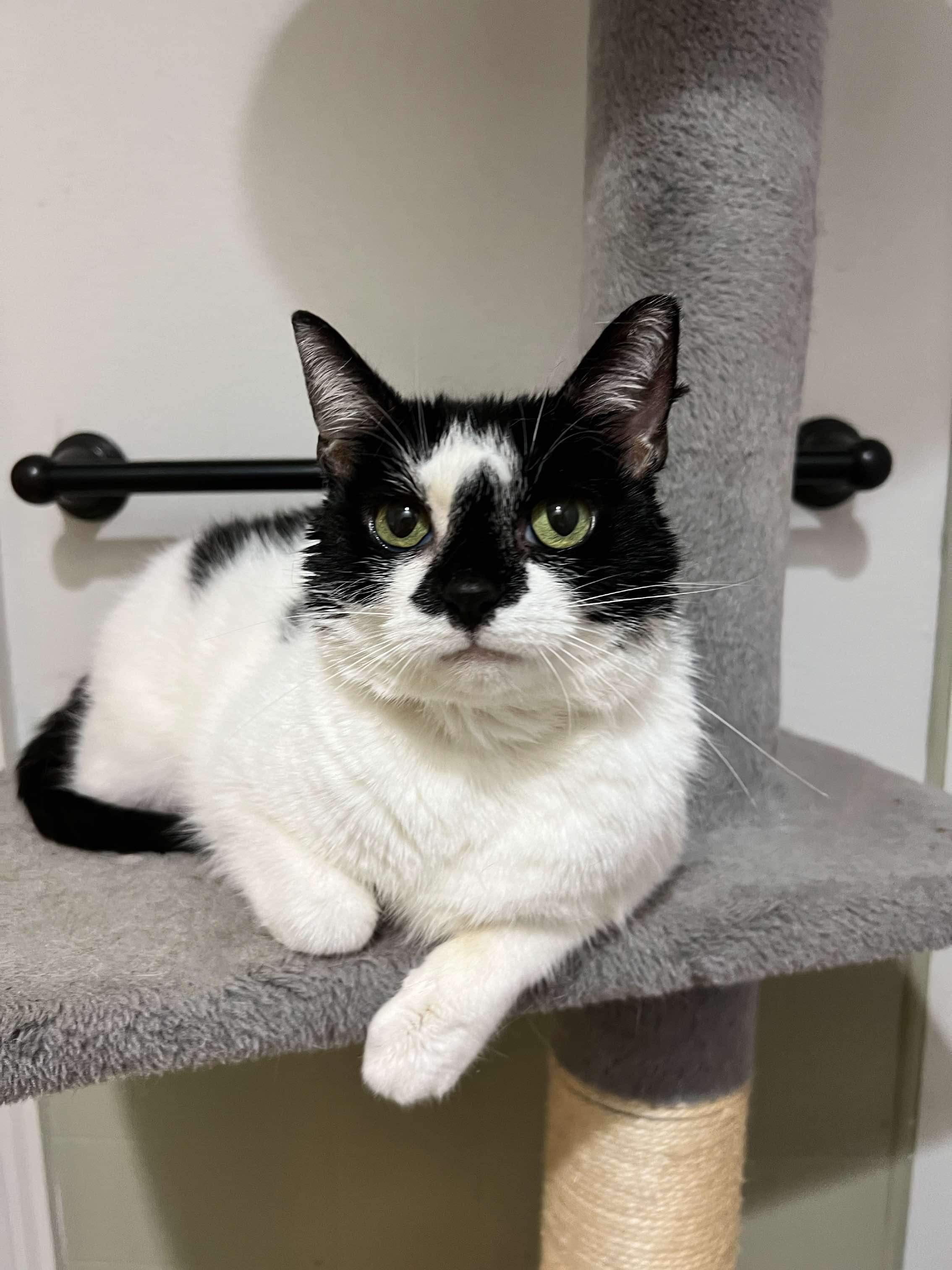 Kiwi, an adoptable Domestic Short Hair in Stoughton, WI, 53589 | Photo Image 1
