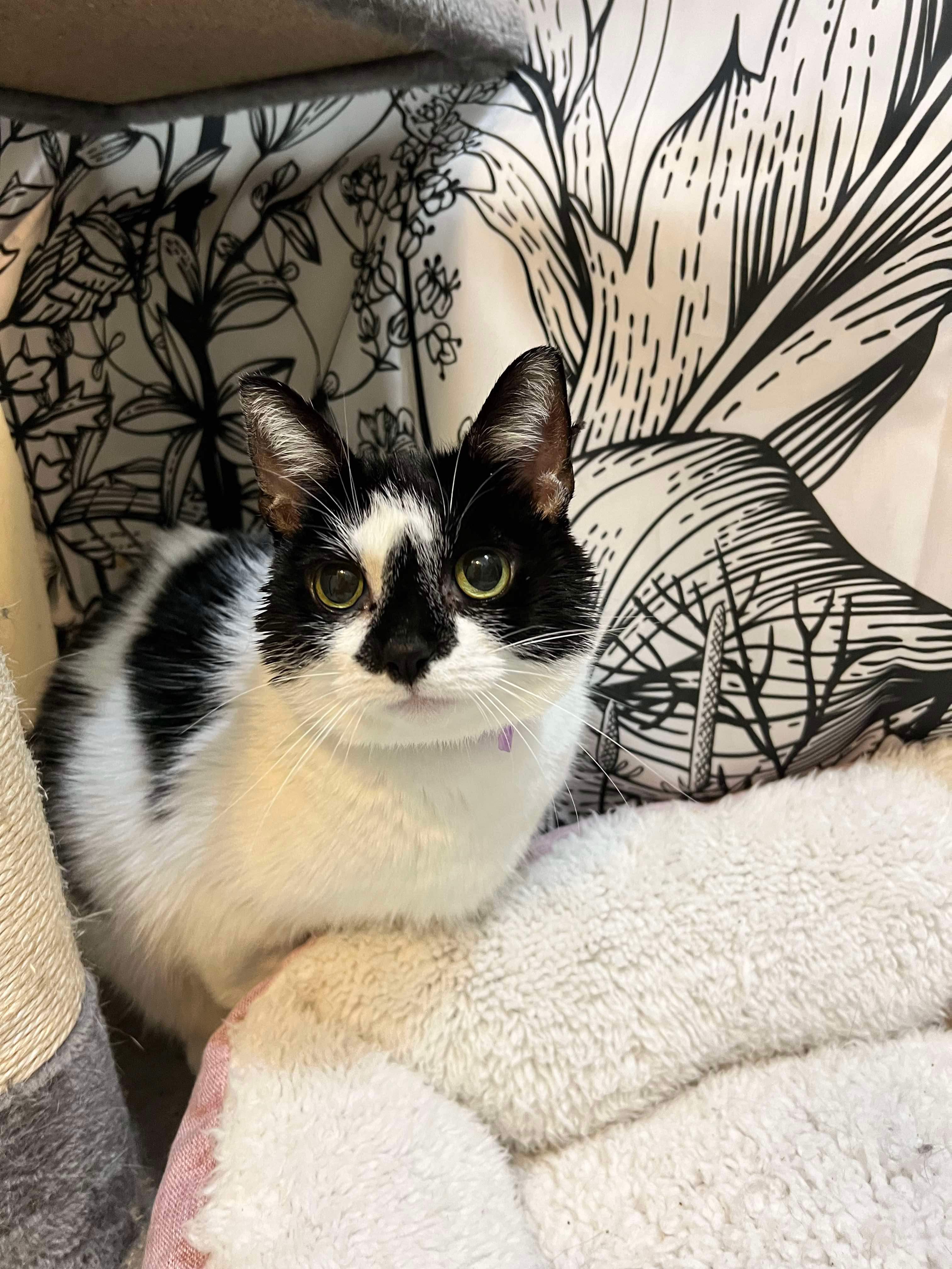 Kiwi, an adoptable Domestic Short Hair in Stoughton, WI, 53589 | Photo Image 4