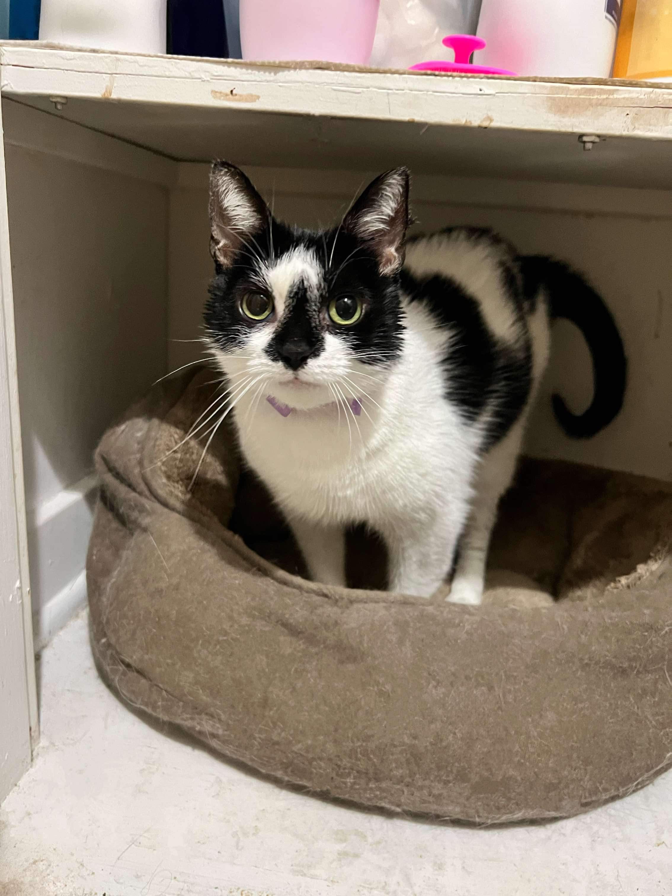 Kiwi, an adoptable Domestic Short Hair in Stoughton, WI, 53589 | Photo Image 5