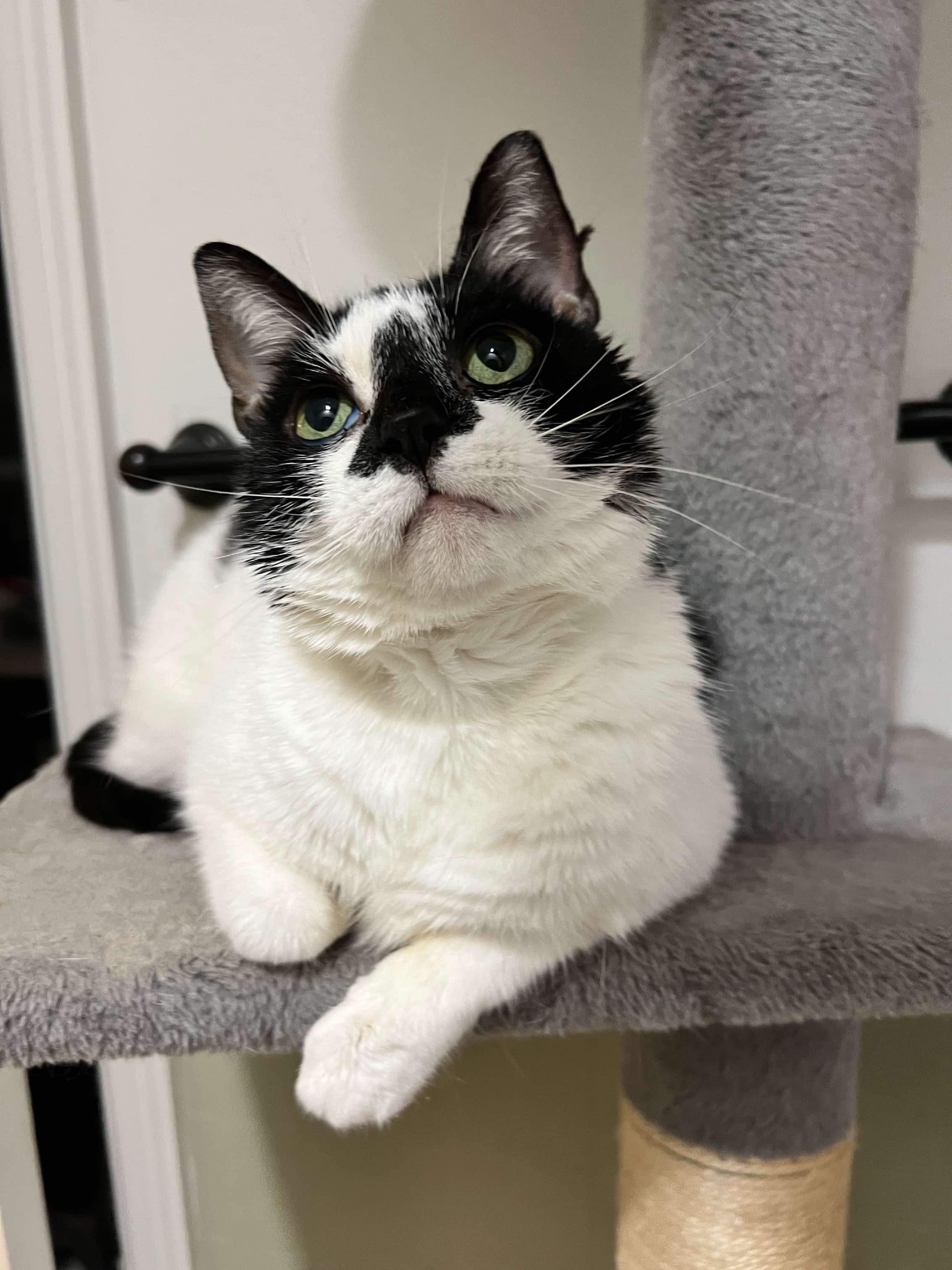 Kiwi, an adoptable Domestic Short Hair in Stoughton, WI, 53589 | Photo Image 6