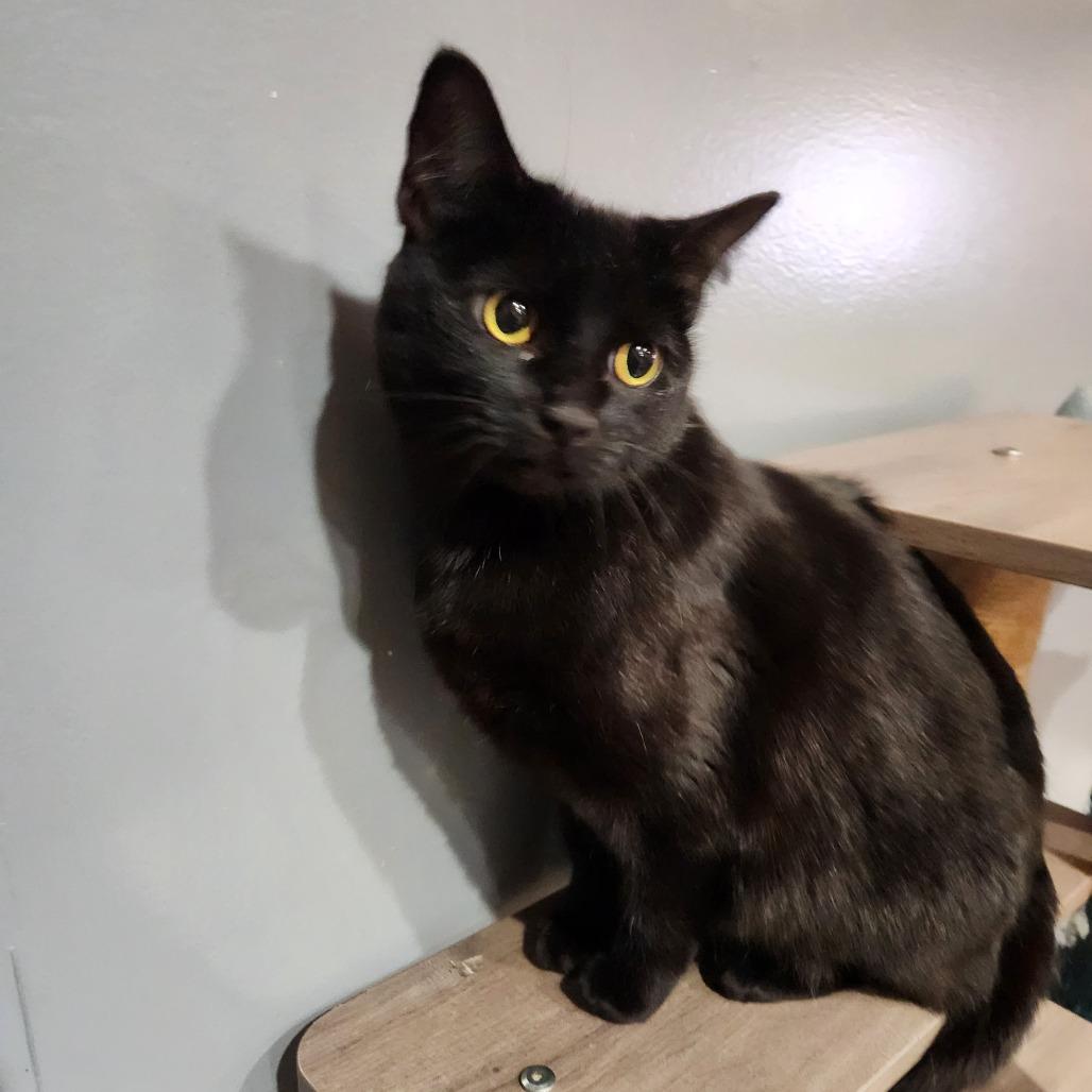 Enlarge Rosie, a Adoptable Domestic Short Hair in Nashville, TN image 1/1