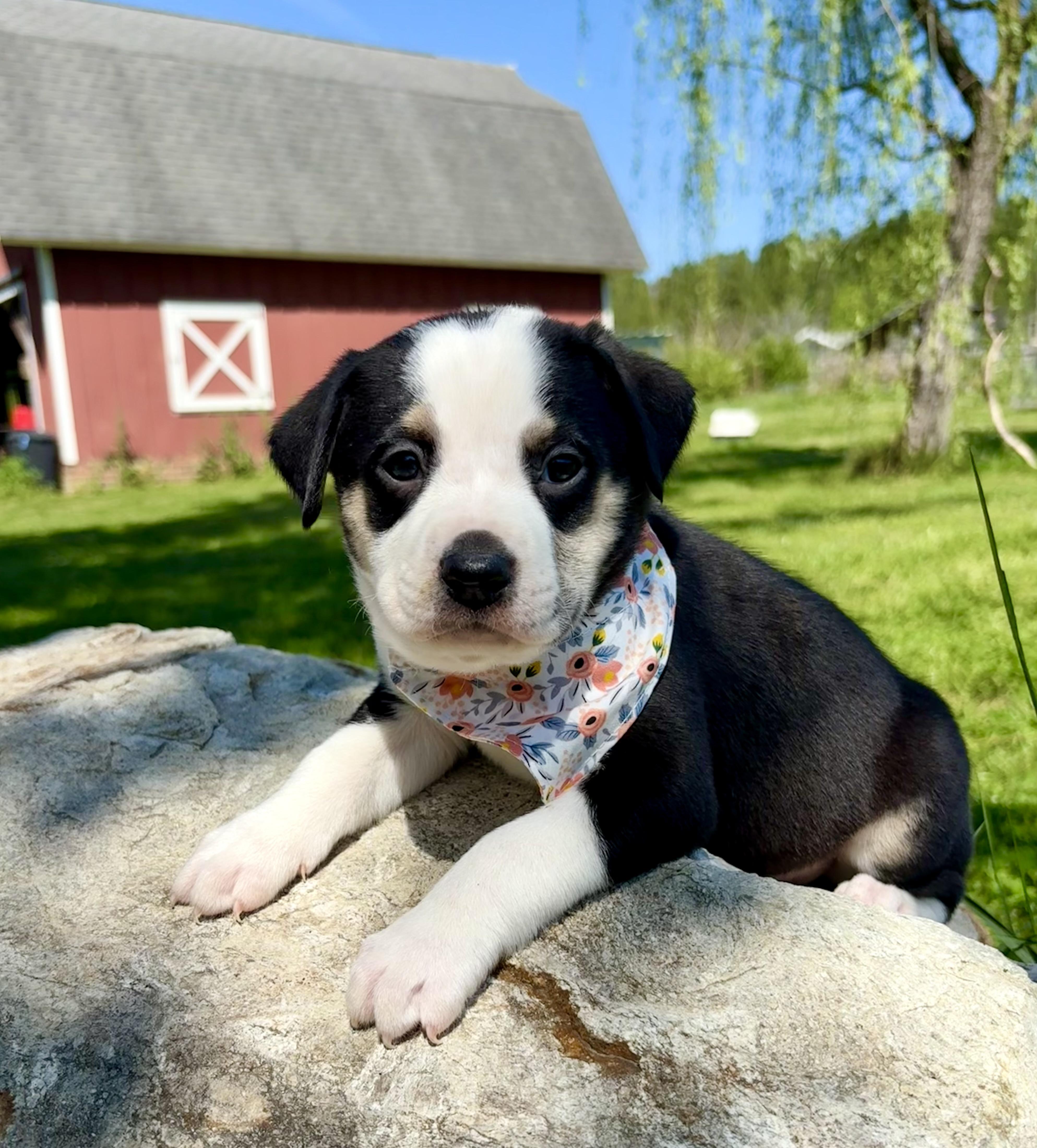 Enlarge Amelia, a Adoptable mixed breed in Pittsboro, NC image 3/4