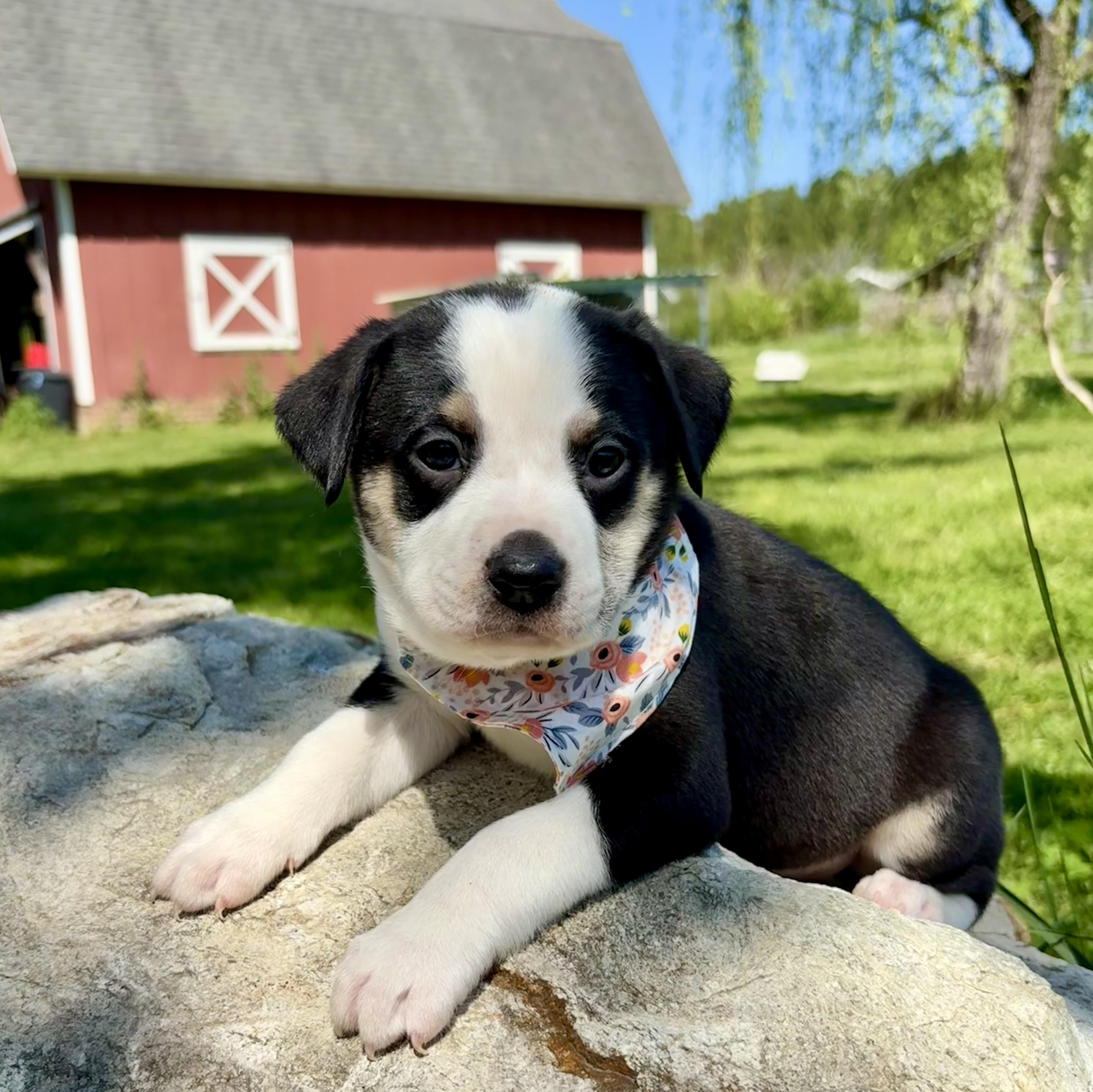 Amelia, Adoptable, Puppy Female Retriever & Australian Shepherd.