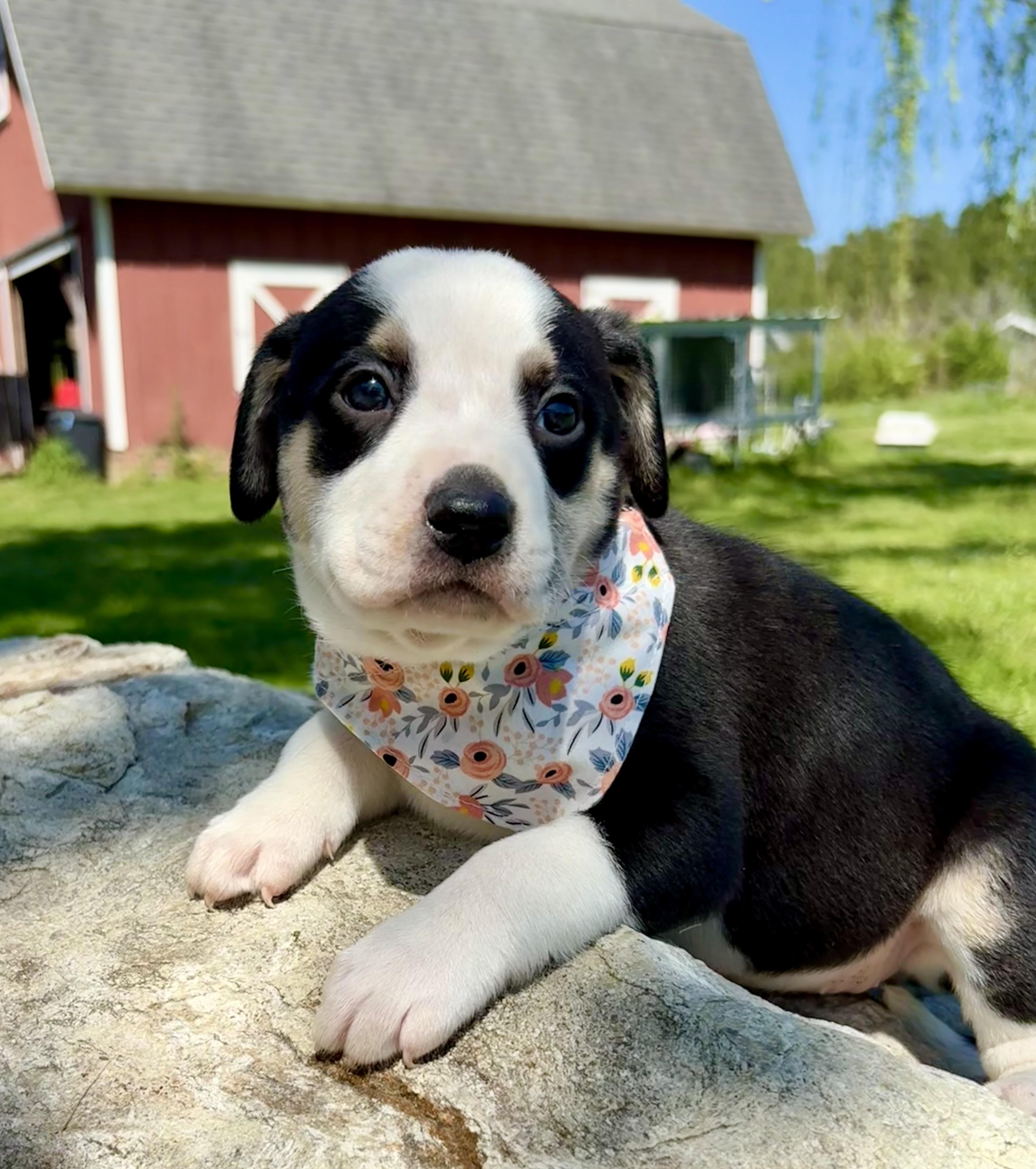 Enlarge Amelia, a Adoptable mixed breed in Pittsboro, NC image 2/4