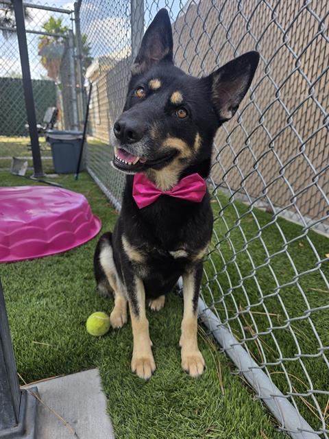 SASHA, Adoptable, Adult Female German Shepherd Dog & Siberian Husky.