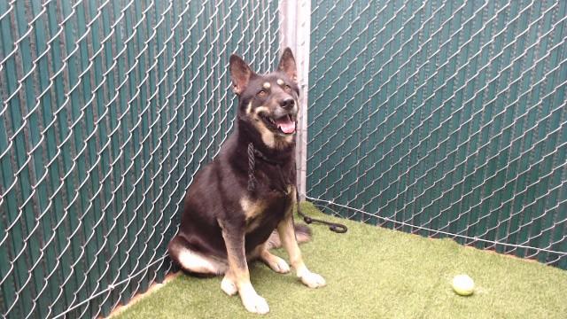 SASHA, Adoptable, Adult Female German Shepherd Dog & Siberian Husky.