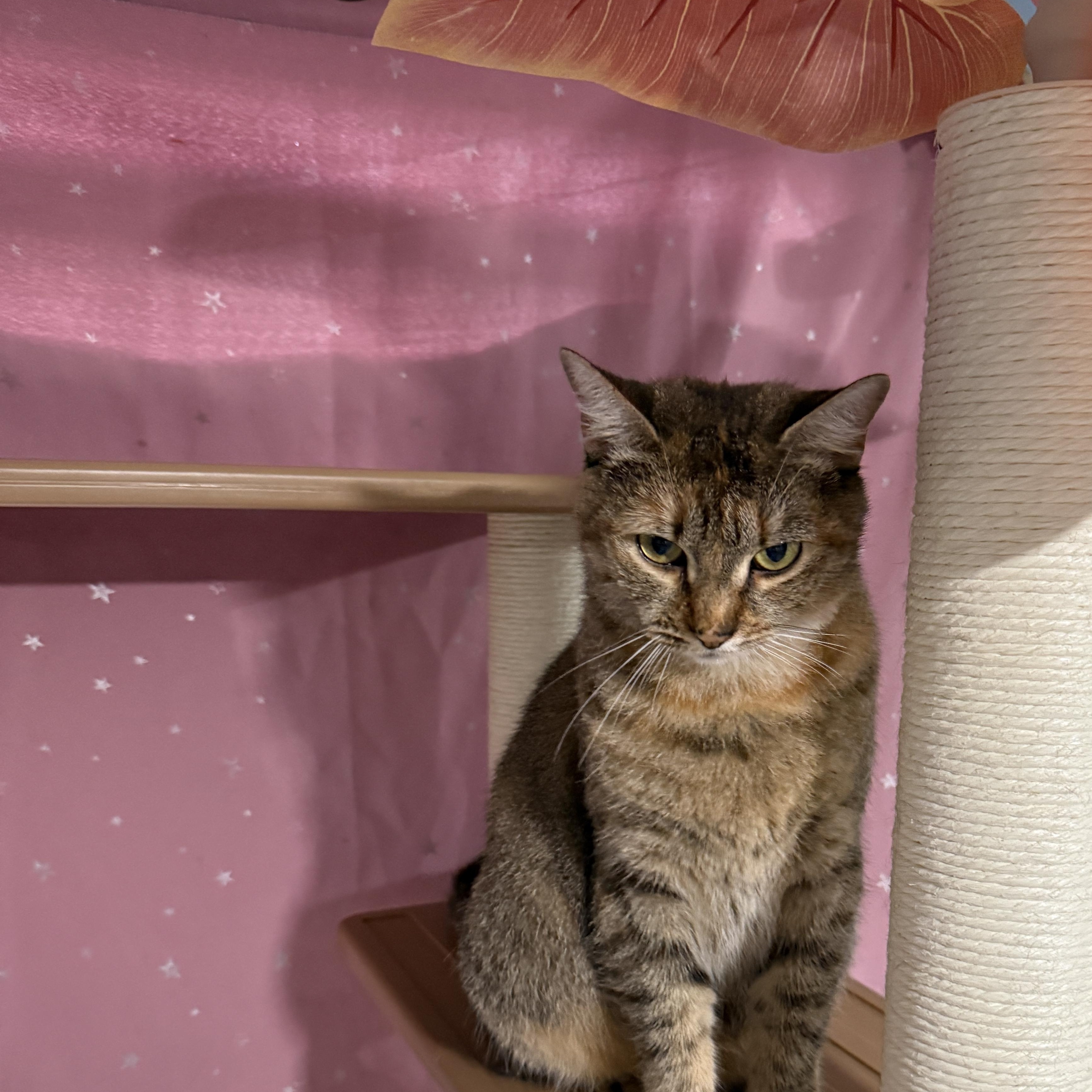 Enlarge Ms. Rhody Norris, a ADOPTABLE Domestic Short Hair in Huntington, MA image 3/6