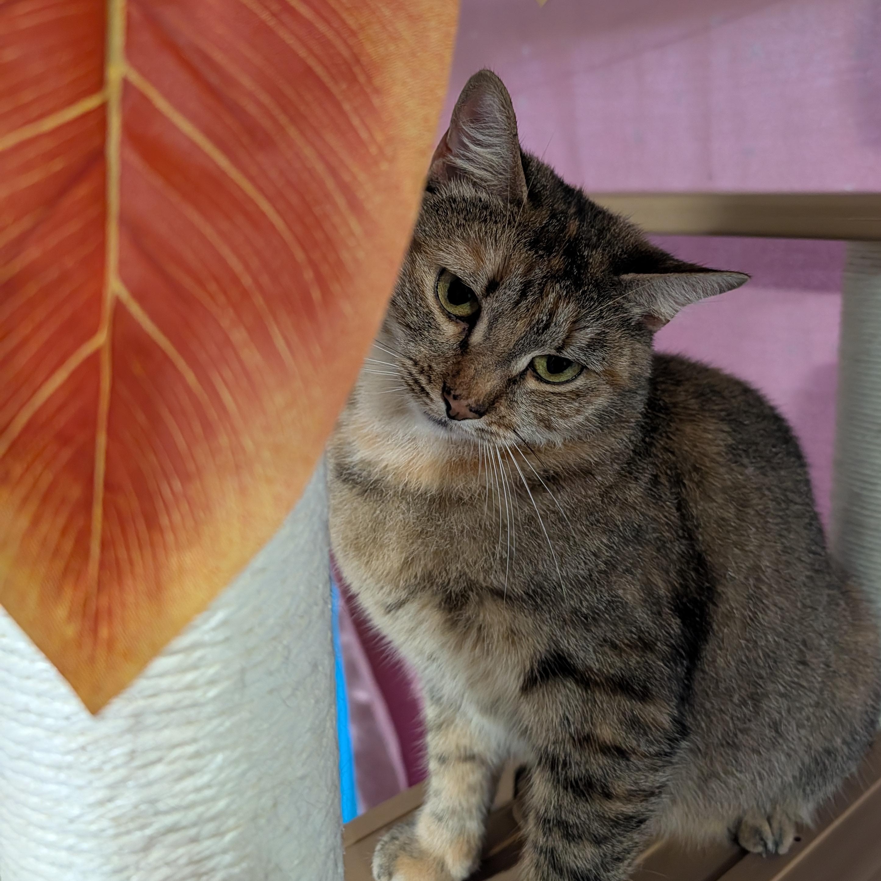 Enlarge Ms. Rhody Norris, a ADOPTABLE Domestic Short Hair in Huntington, MA image 4/6