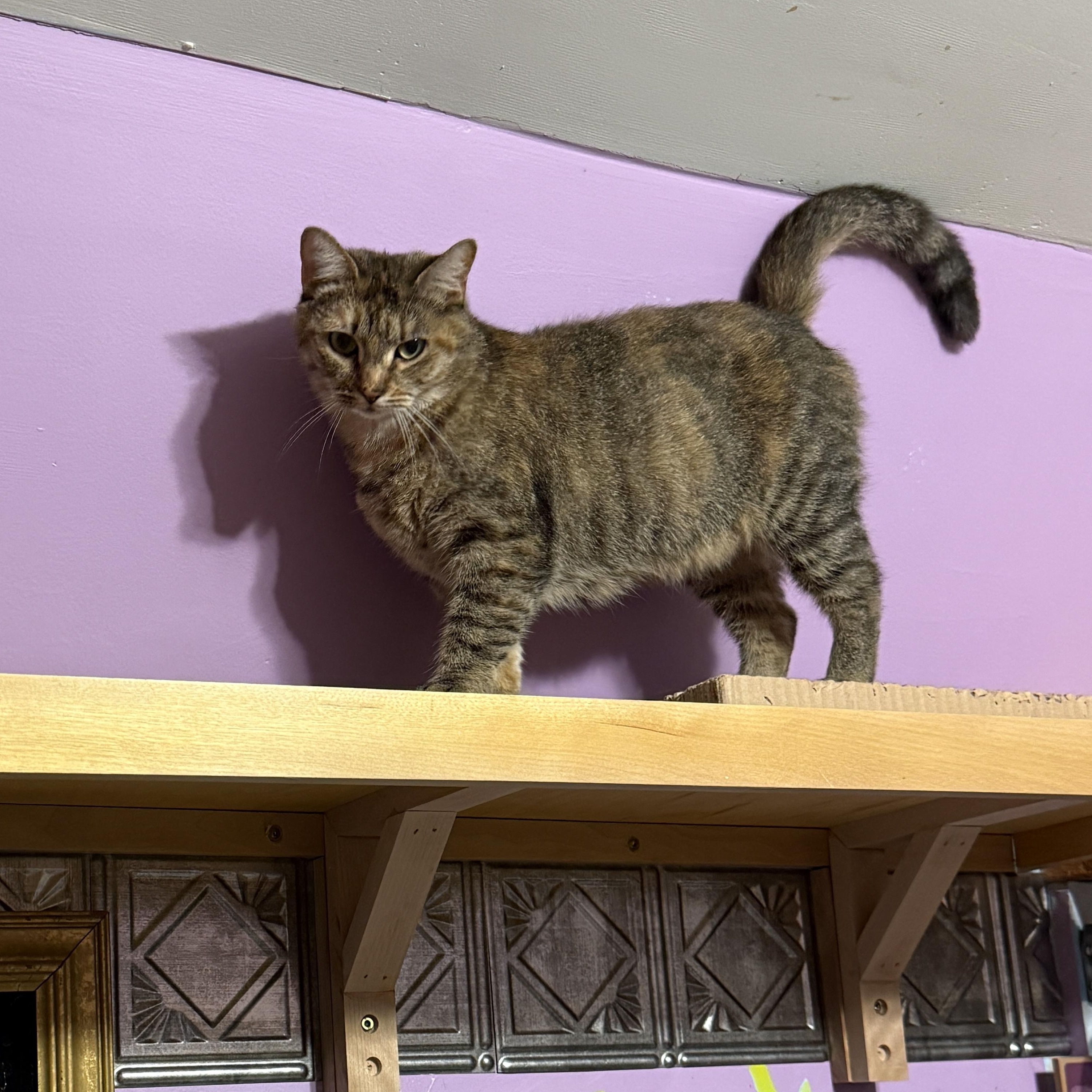 Enlarge Ms. Rhody Norris, a ADOPTABLE Domestic Short Hair in Huntington, MA image 5/6