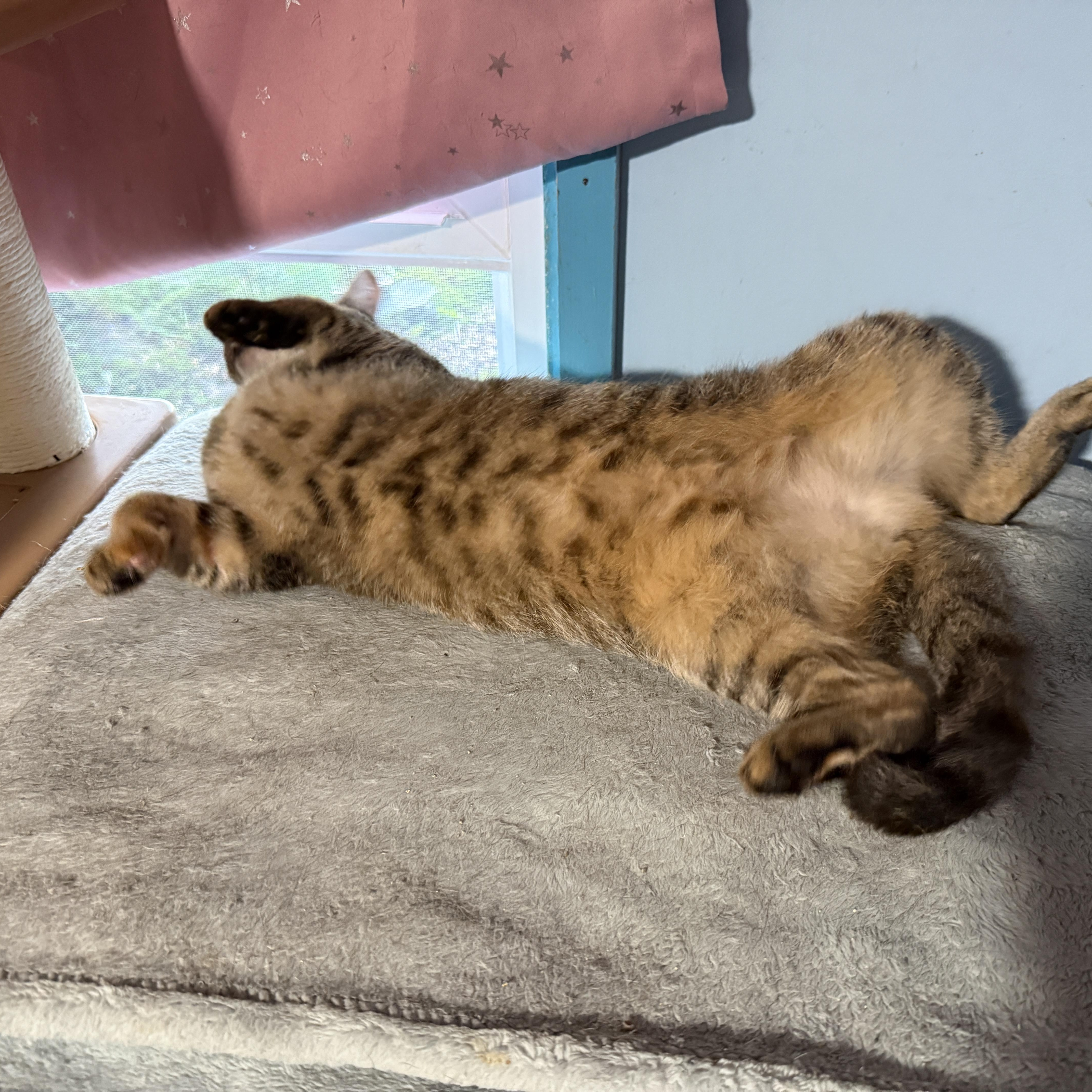 Enlarge Ms. Rhody Norris, a ADOPTABLE Domestic Short Hair in Huntington, MA image 2/6