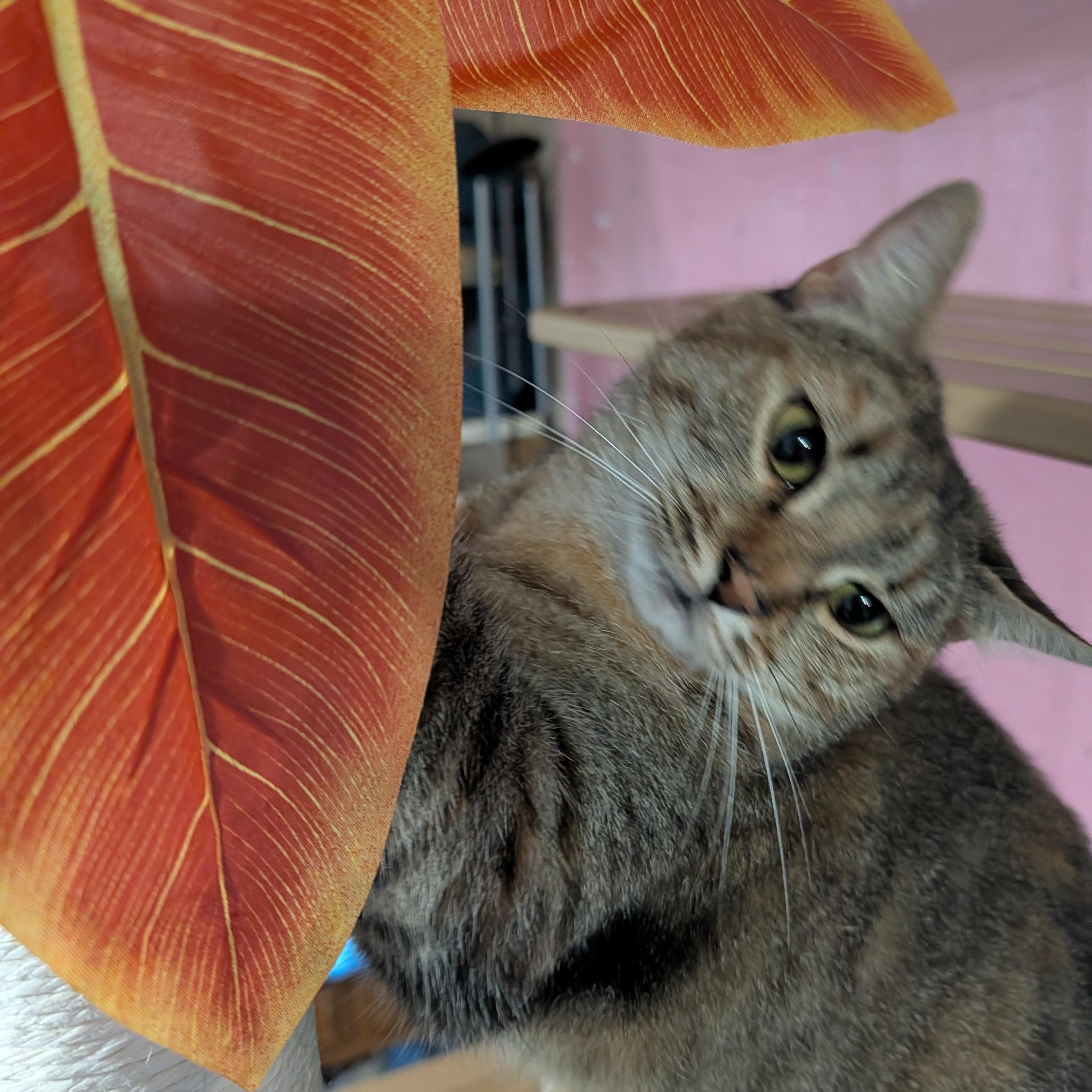 Ms. Rhody Norris, ADOPTABLE, Young Female Domestic Short Hair.