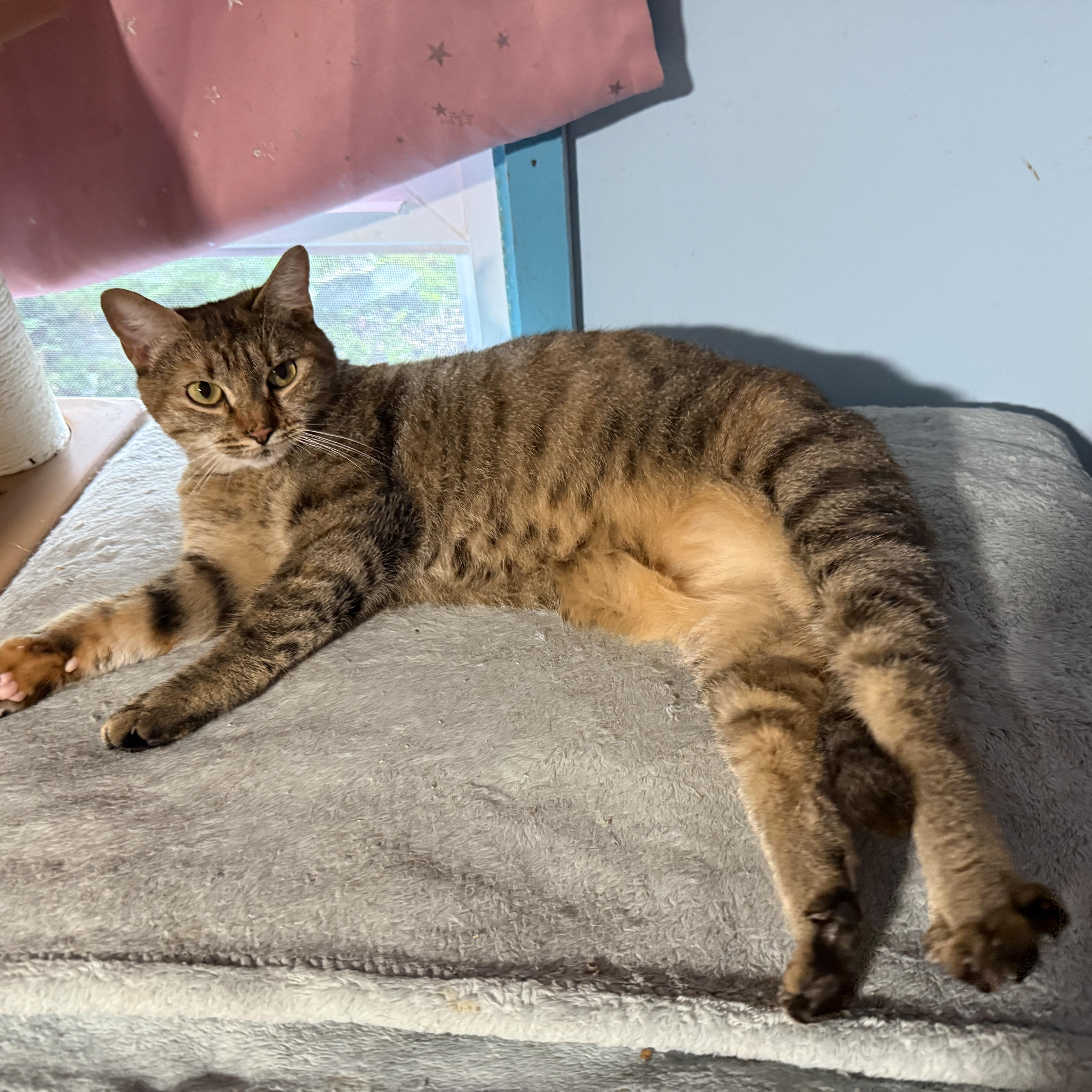 Enlarge Ms. Rhody Norris, a ADOPTABLE Domestic Short Hair in Huntington, MA image 6/6
