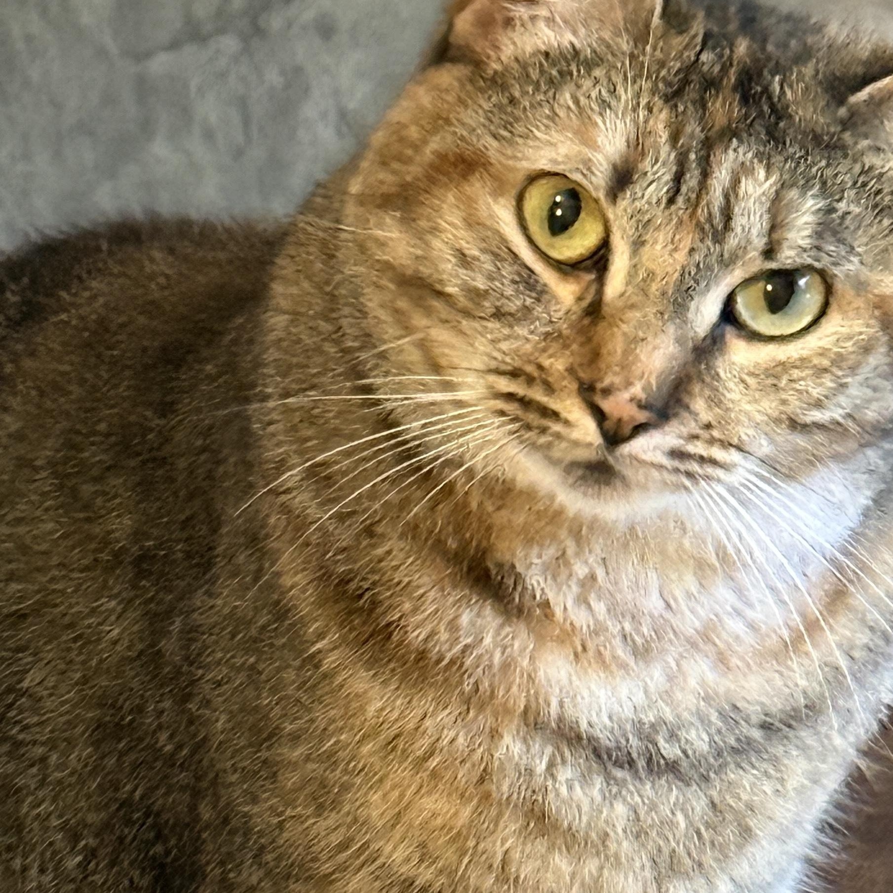 Enlarge Ms. Rhody Norris, a Adoptable Domestic Short Hair in Huntington, MA image 6/6