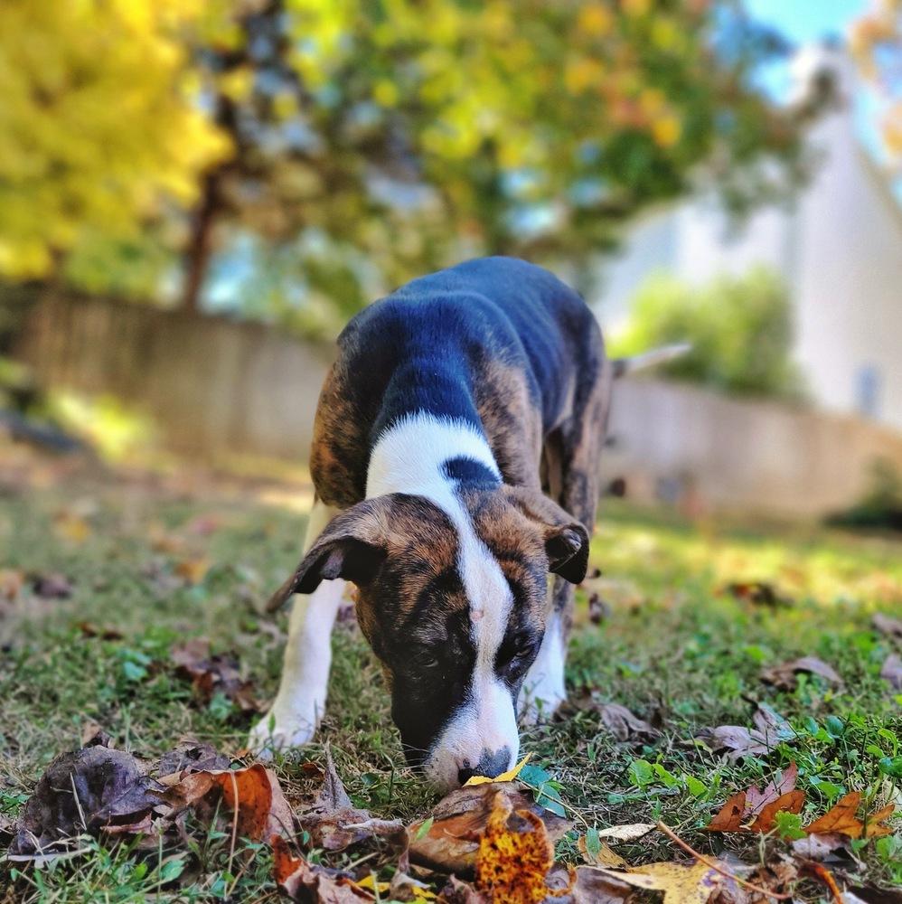 Abigail (Abby), Adoptable, Puppy Female Hound & Pit Bull Terrier.
