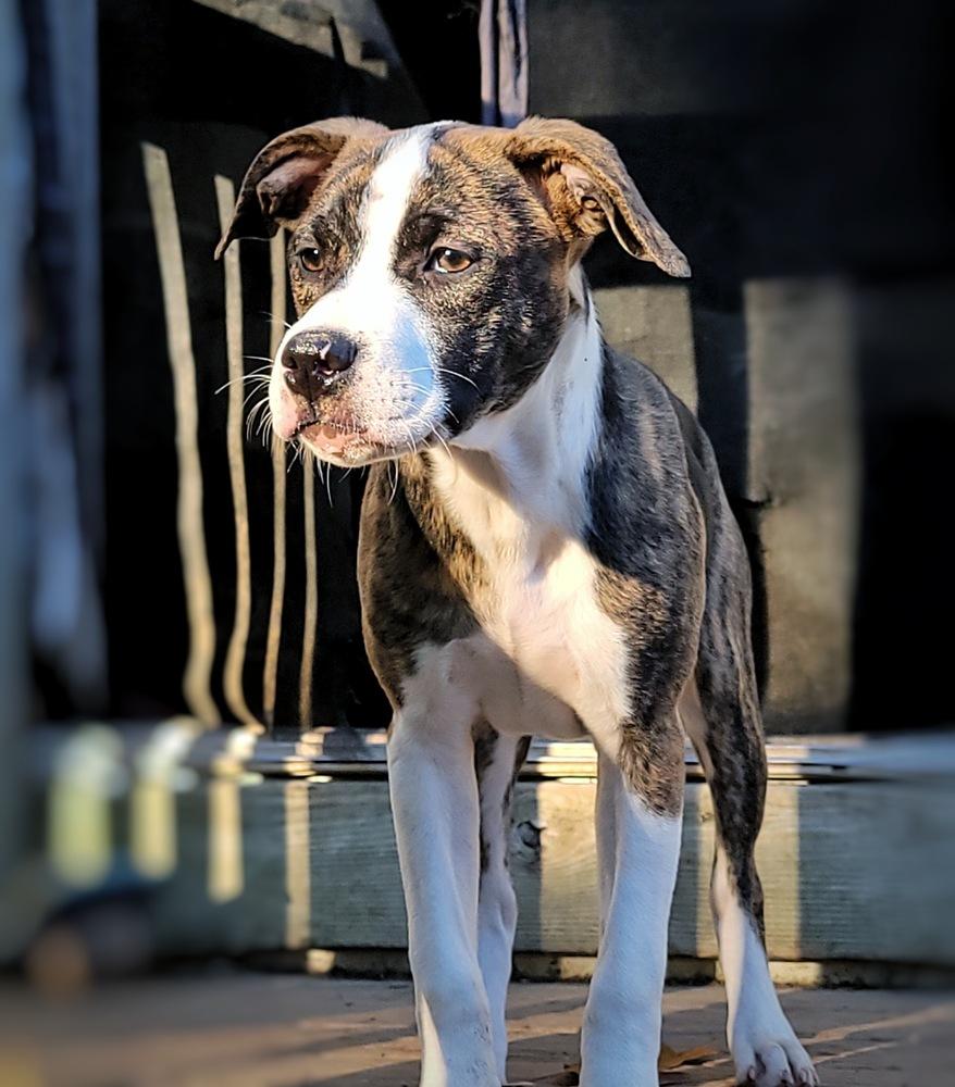 Enlarge Abigail (Abby), a Adoptable mixed breed in Wake Forest, NC image 3/5