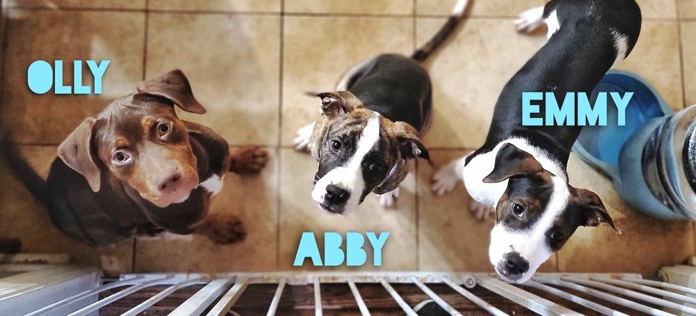 Abigail (Abby) — thumbnail 4