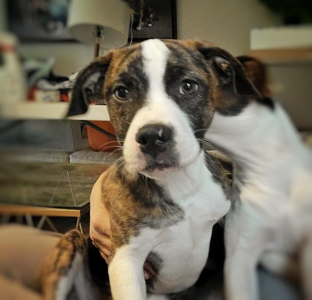 Enlarge Abigail (Abby), a Adoptable mixed breed in Wake Forest, NC image 5/5