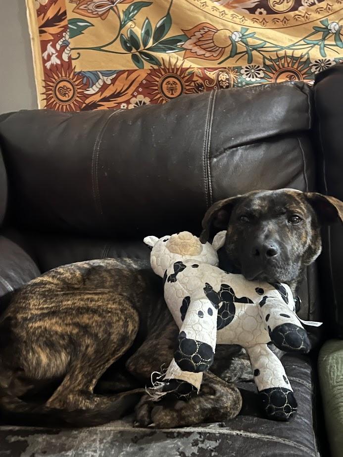 Drax, Adoptable, Young Male Plott Hound.